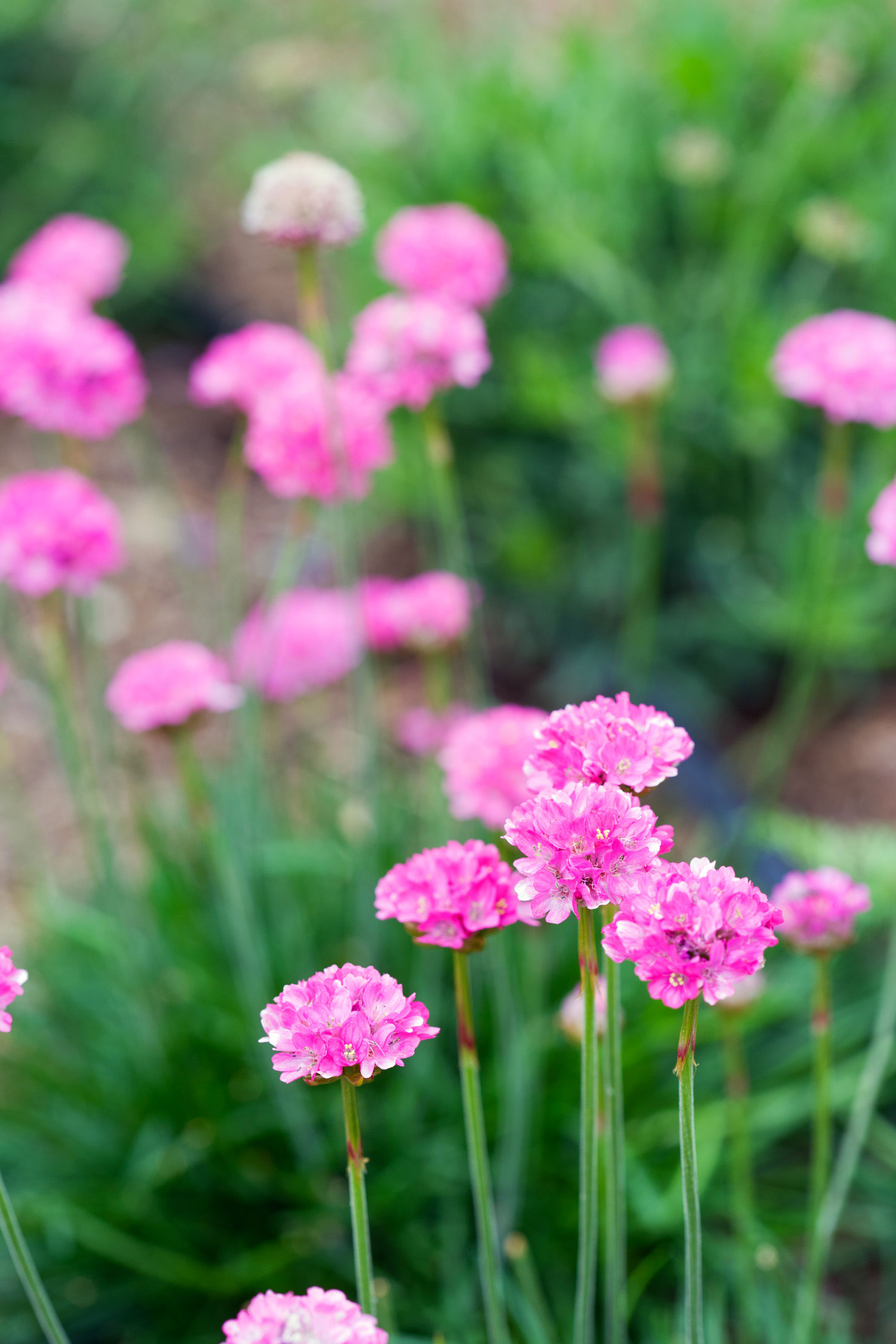 common-thrift-armeria-maritima