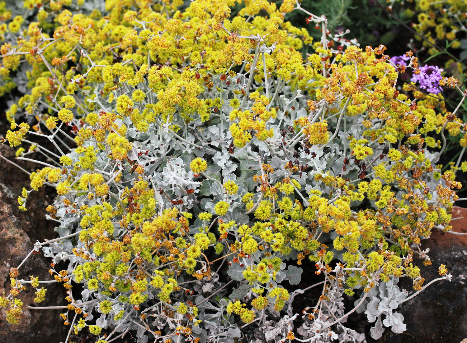 saffron-buckwheat-eriogonum-crocatum