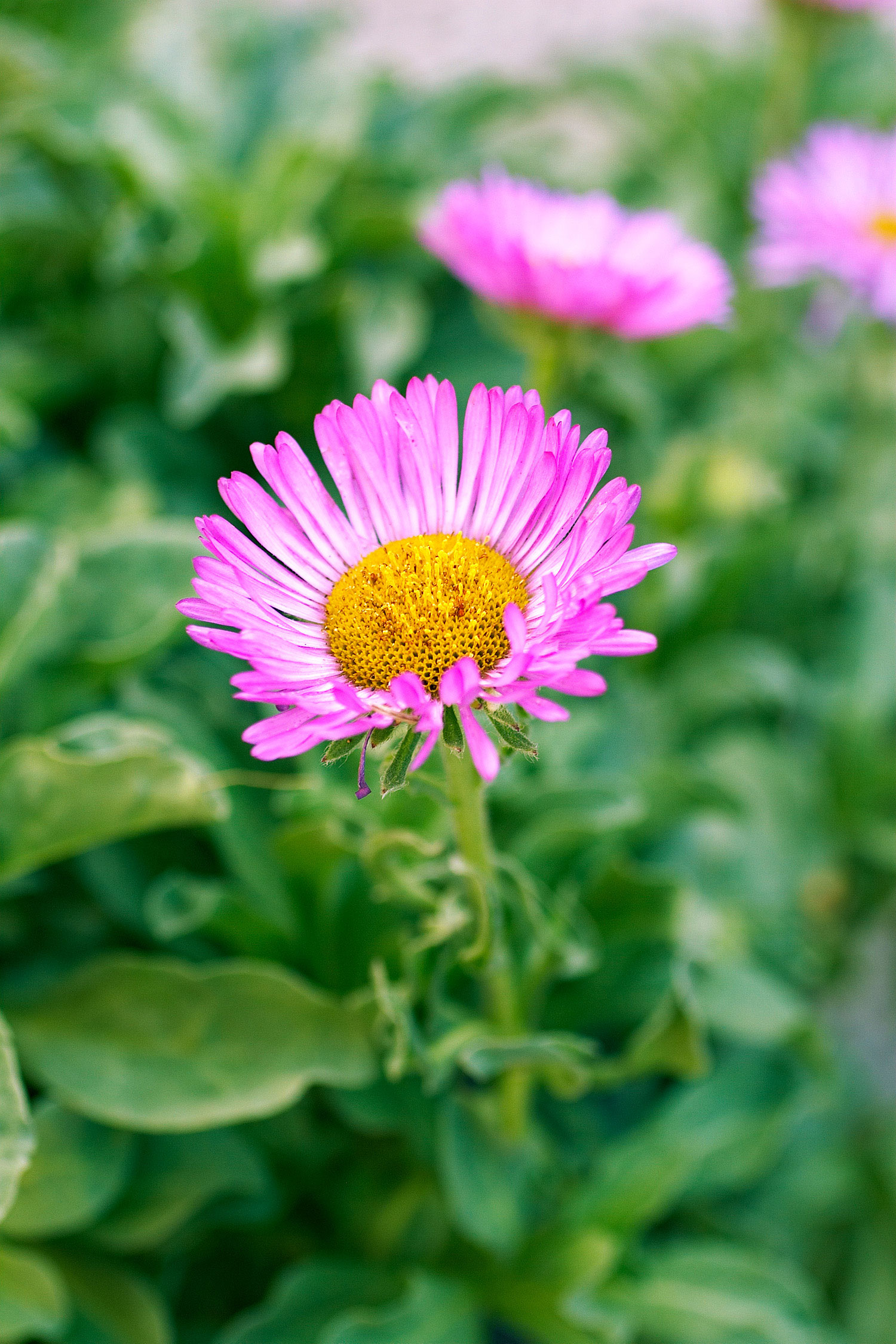 seaside-daisy-erigeron-glaucus