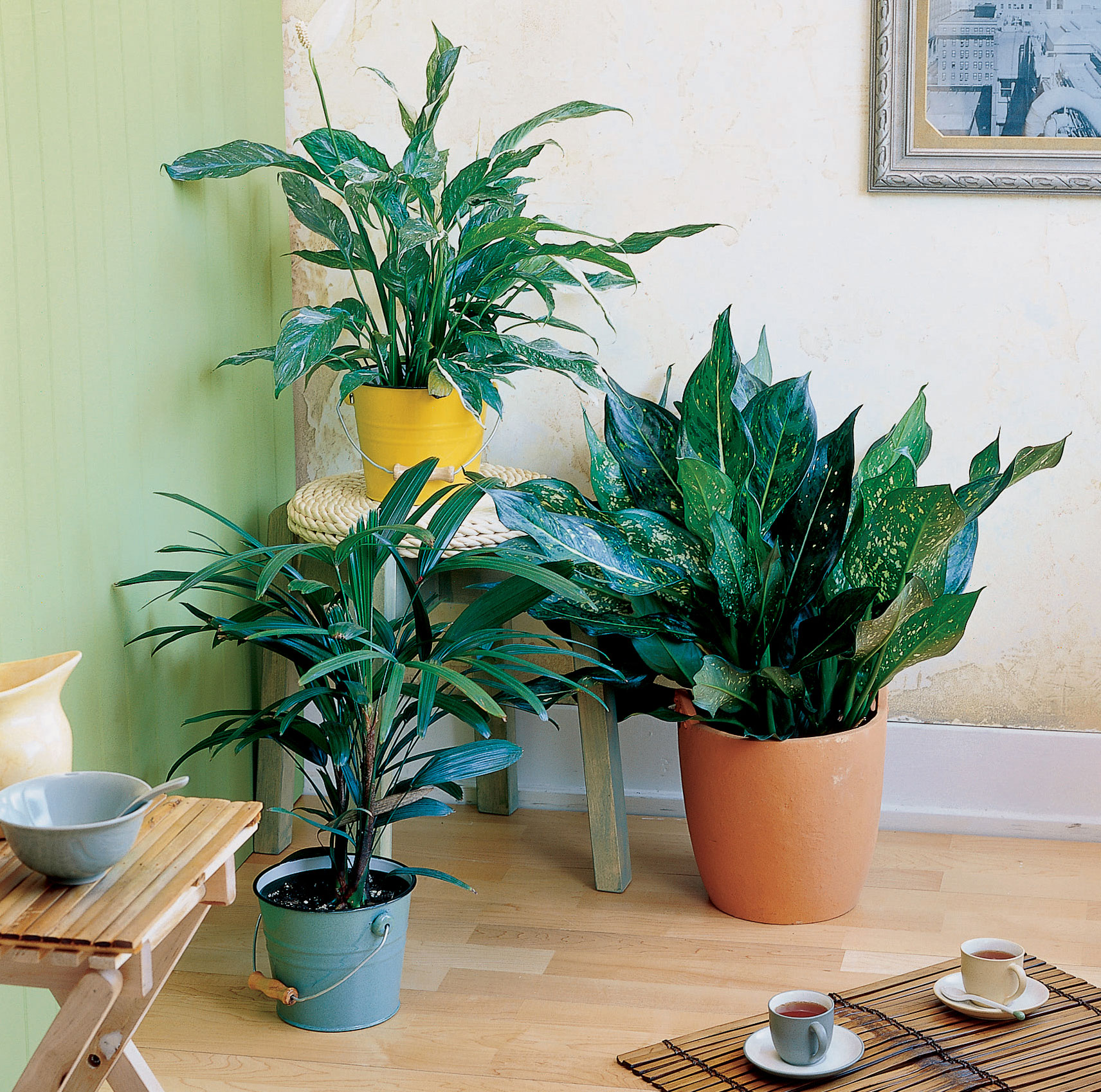 Easy-Care Houseplants