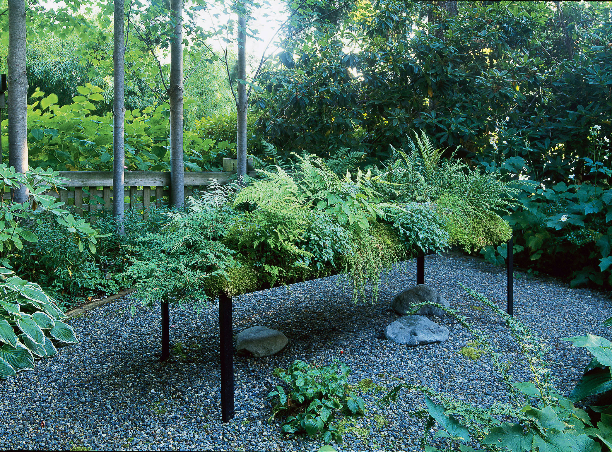 planting-a-low-water-fern-garden