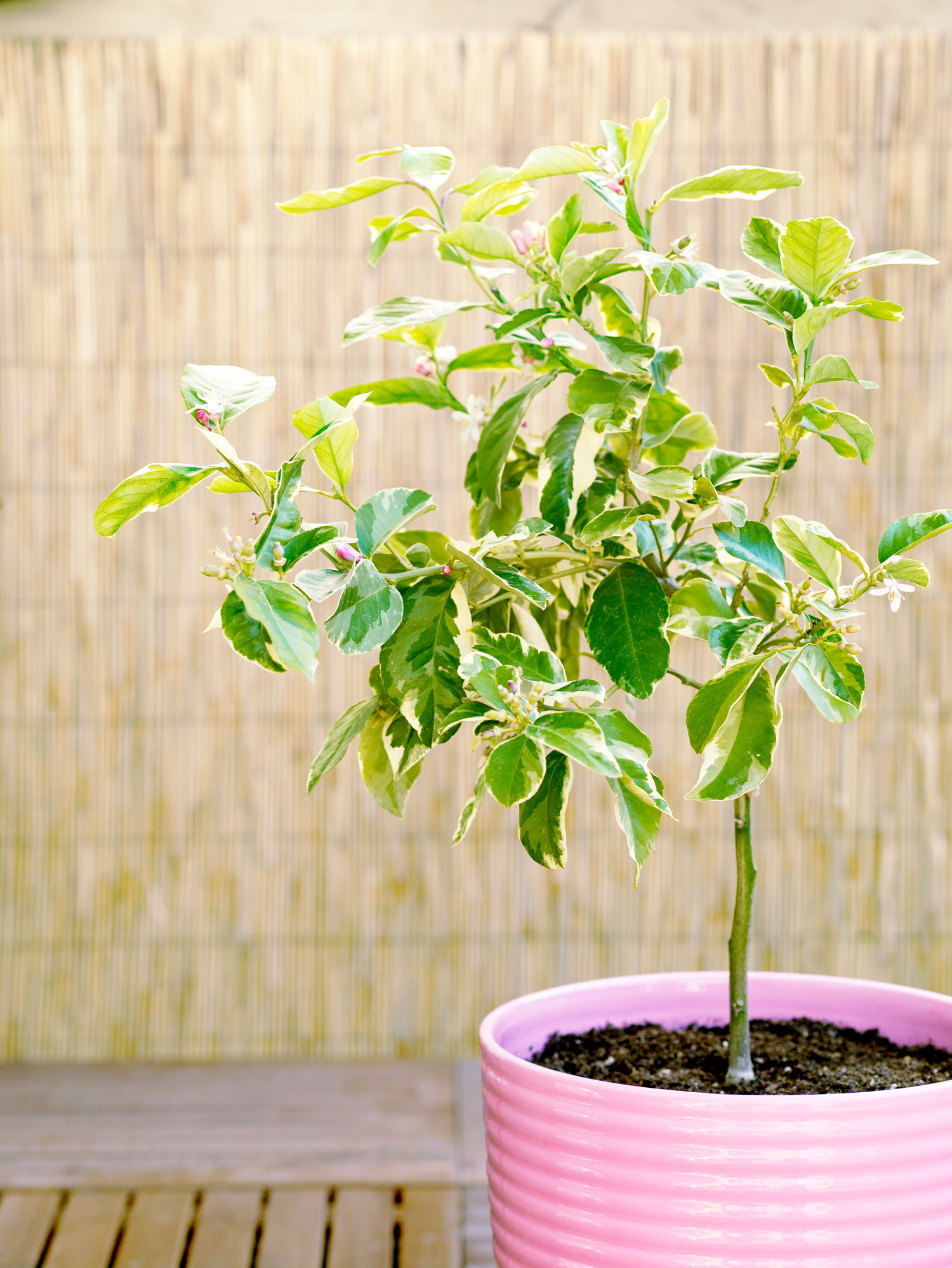 Meet the Variegated Pink Eureka Lemon