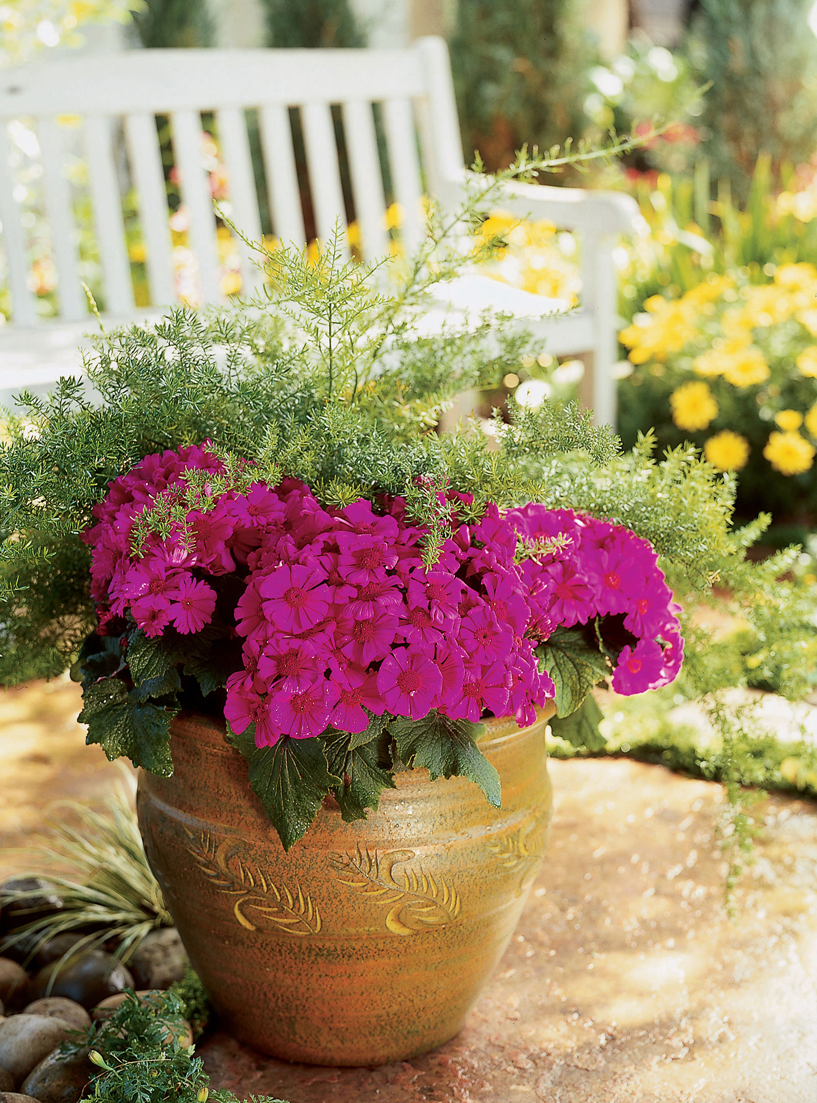 17 Best Plants For Cool Season Color Sunset Magazine 4 Of 17 Photo Thomas J Story