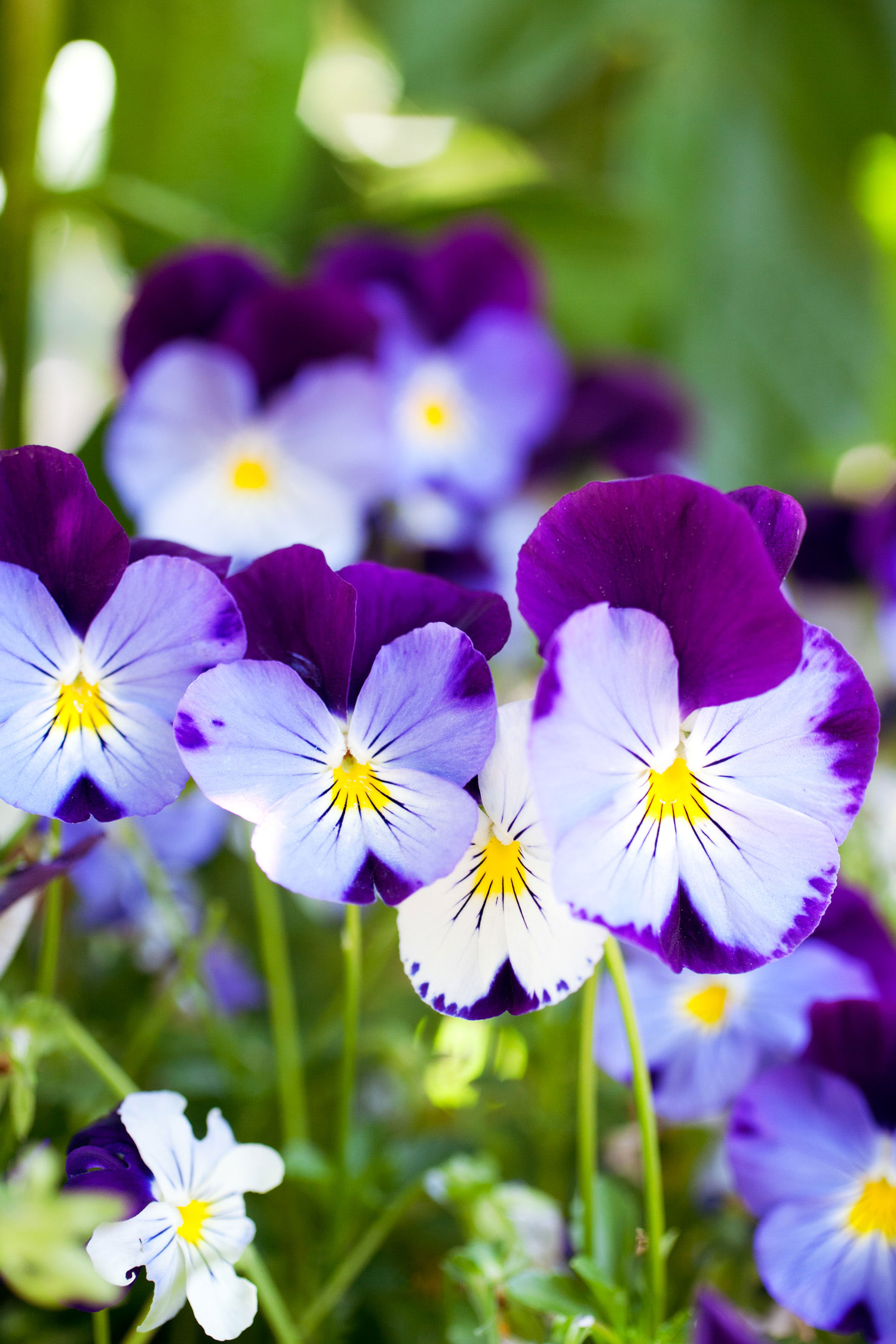 cool-wave-pansies
