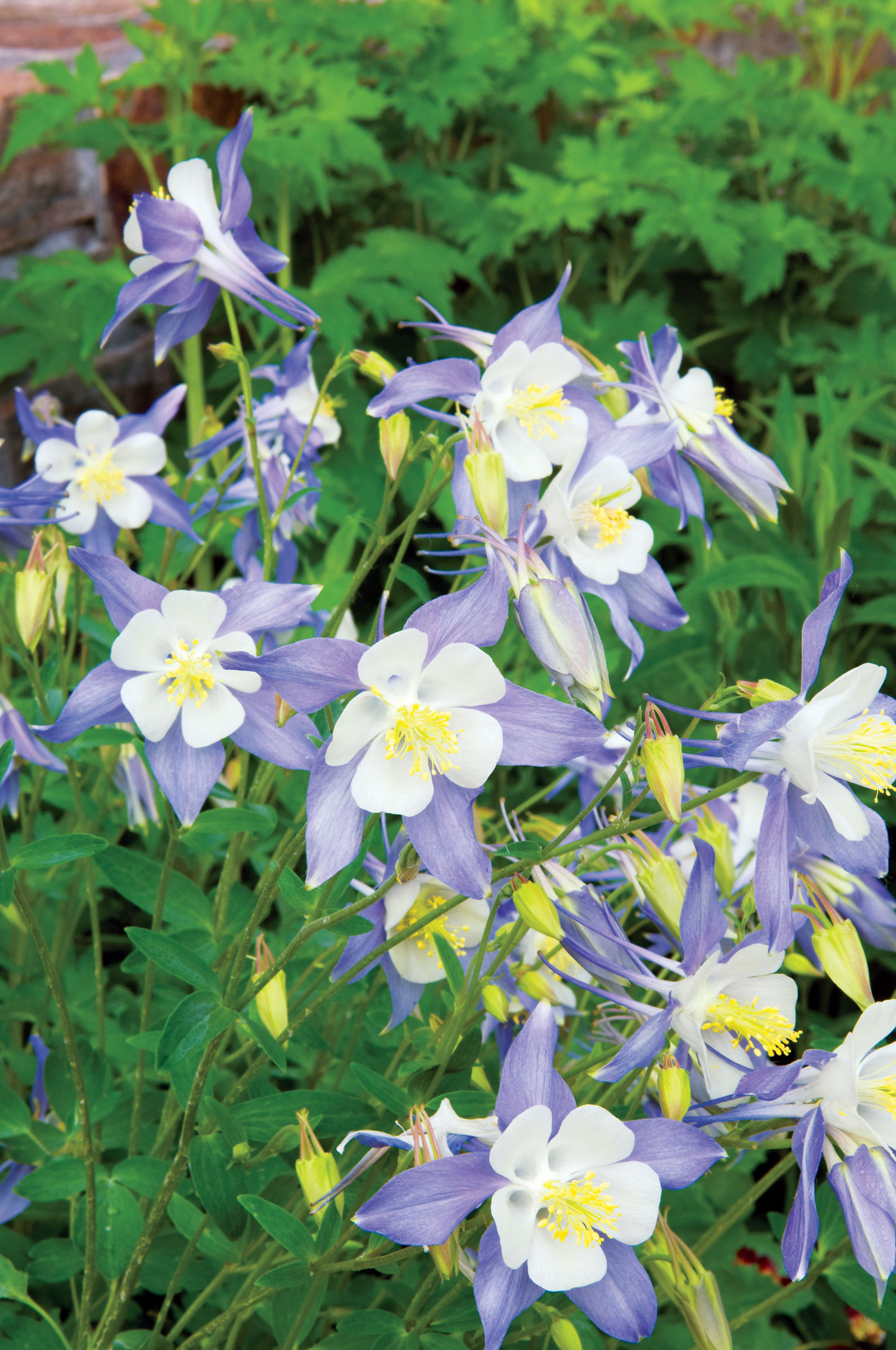 rocky-mountain-columbine