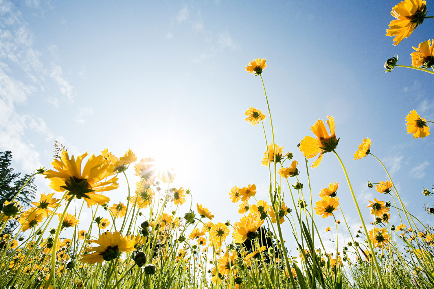 How to Make Wildflower Seed Bombs