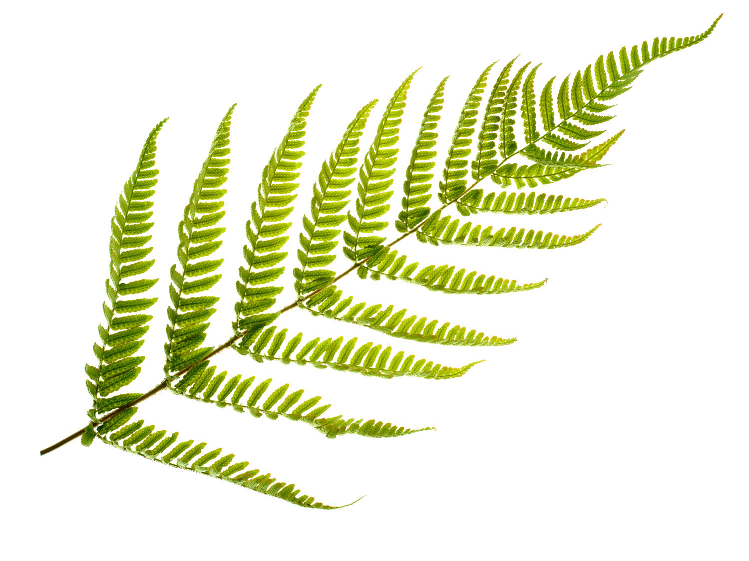 autumn-fern