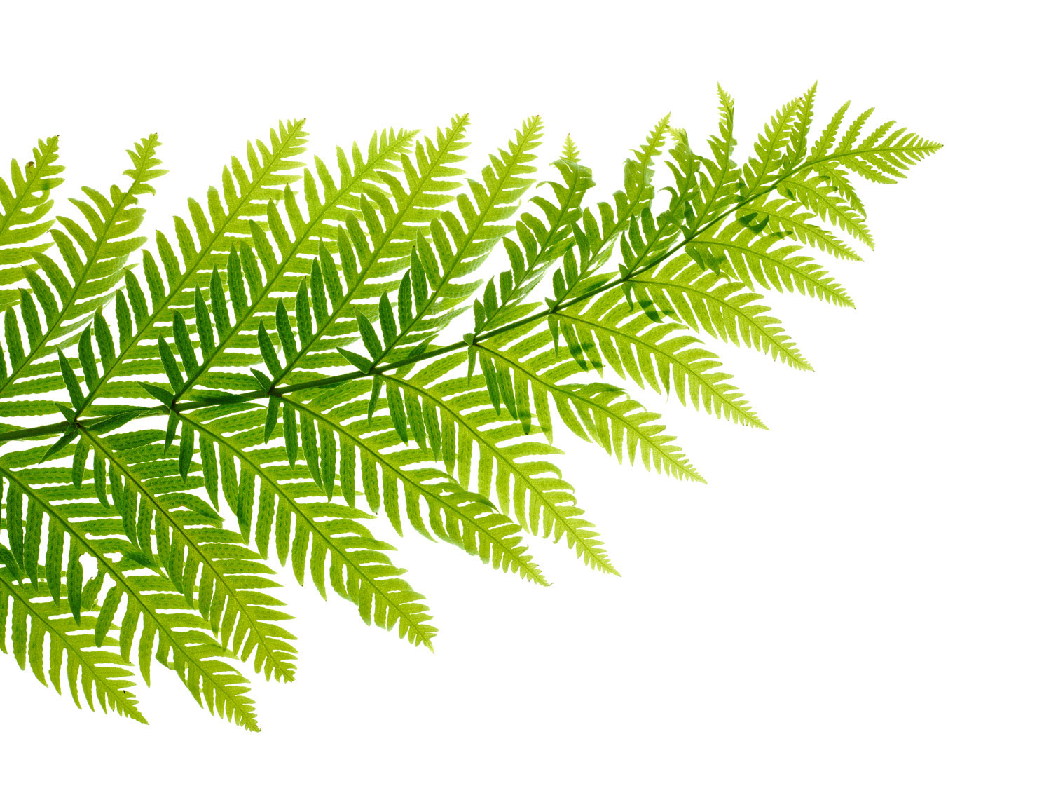 giant-chain-fern