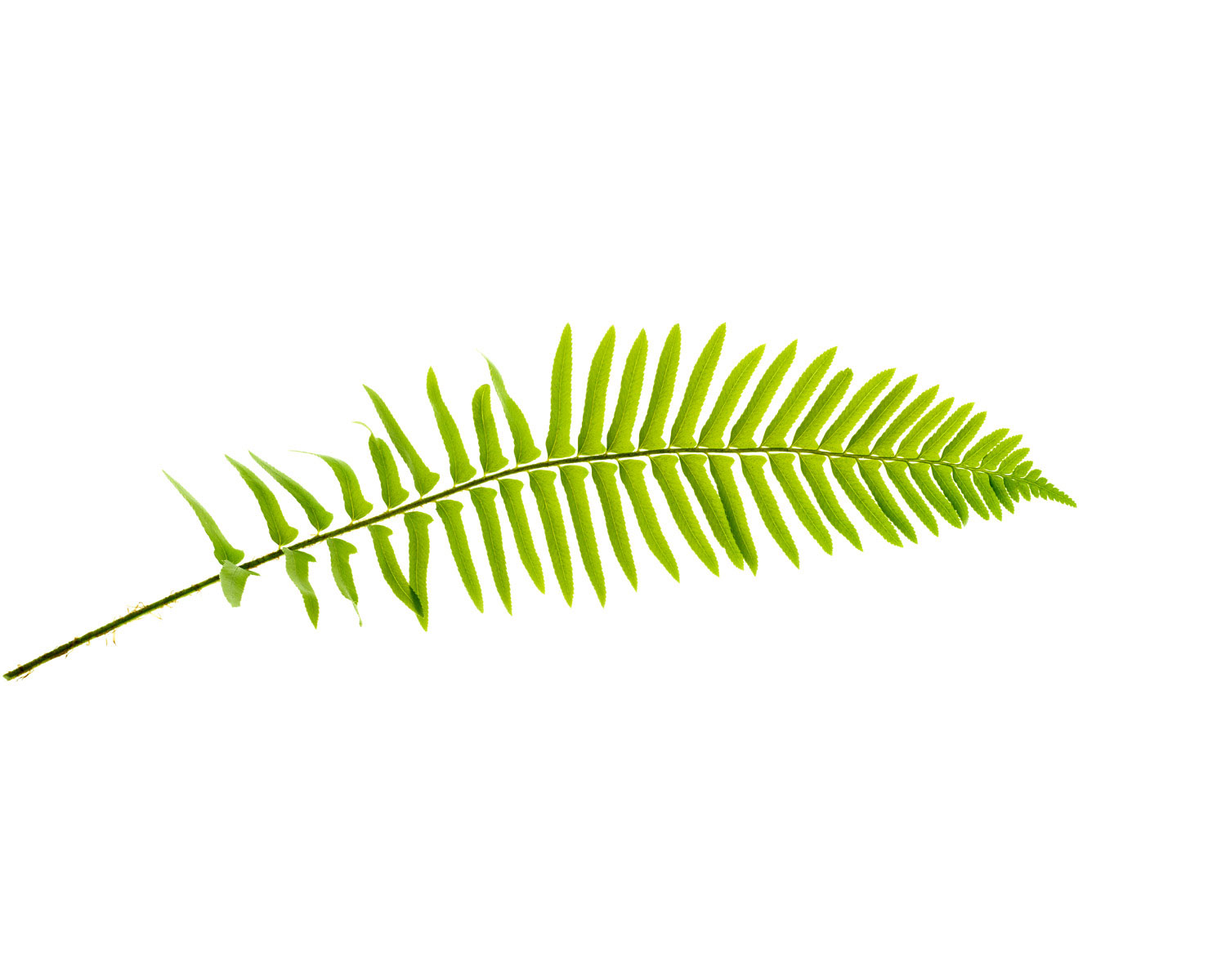 western-sword-fern