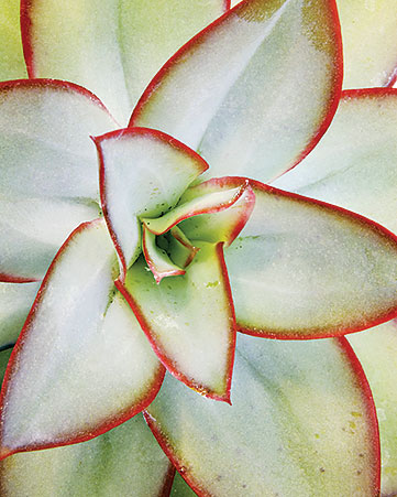 fire-and-ice-echeveria