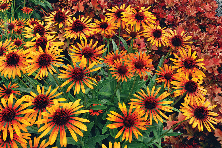 flame-thrower-echinacea