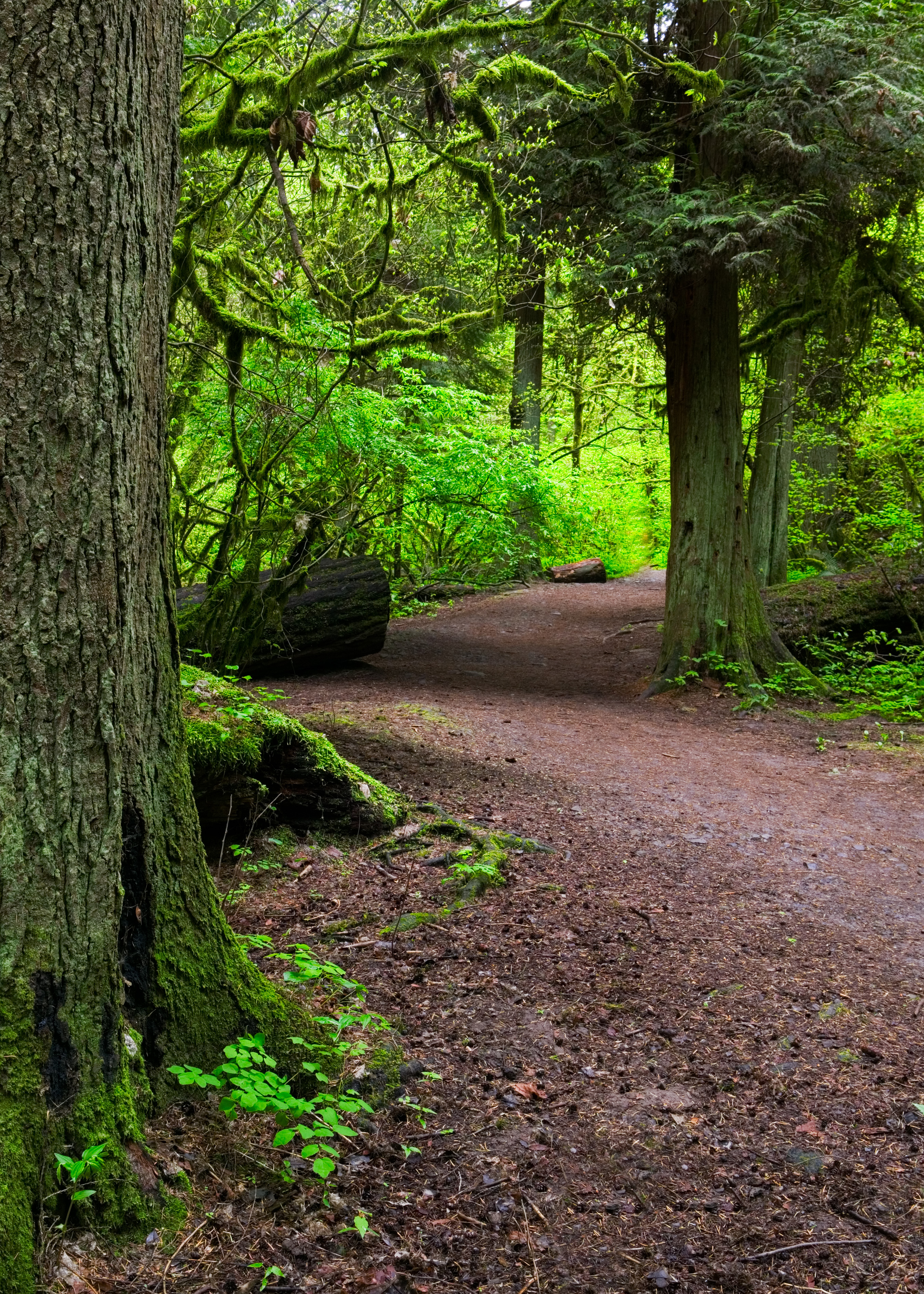 northwest-spot-forest-park