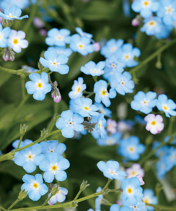 Your Guide to Forget-Me-Nots