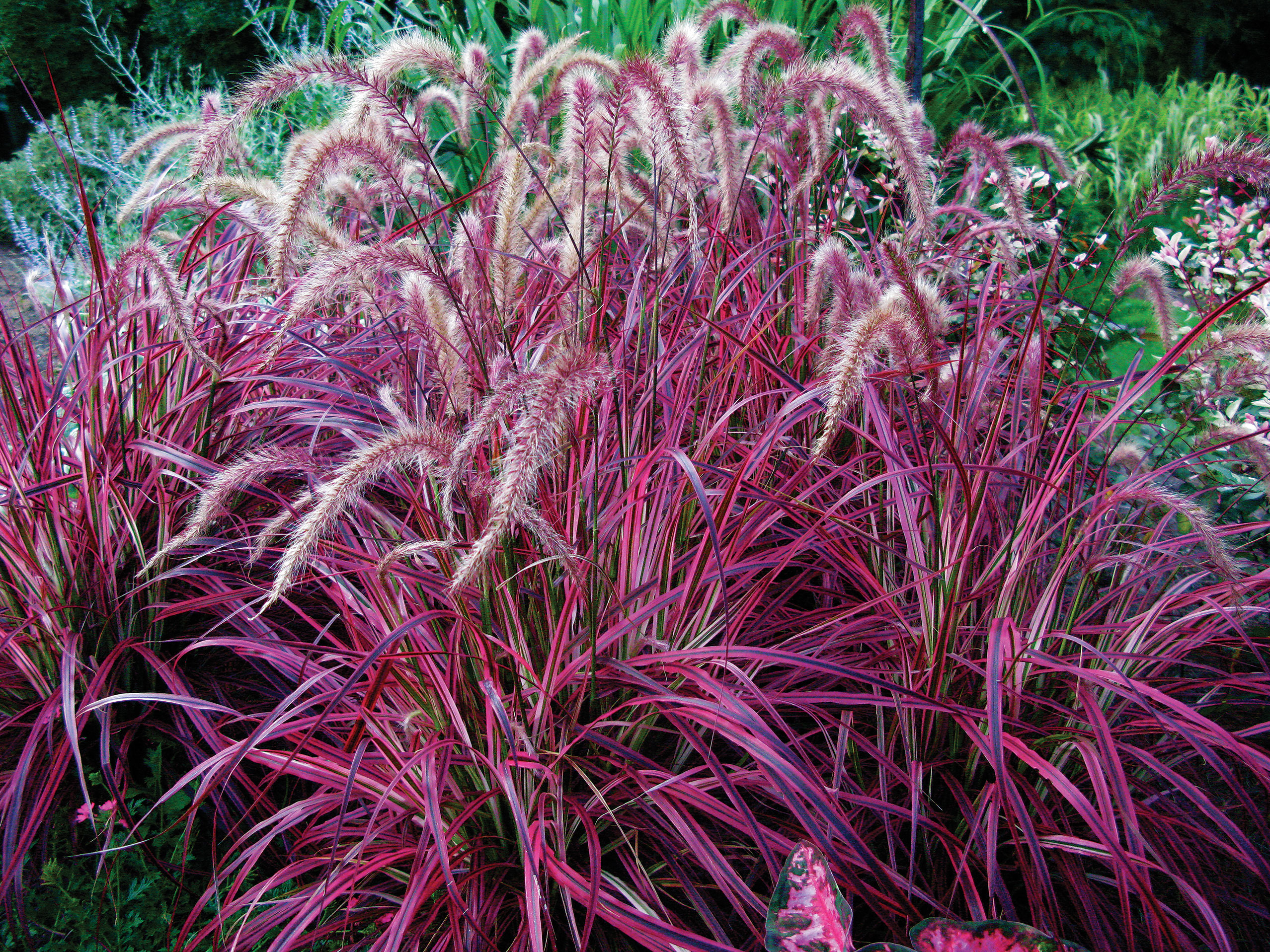 fireworks-fountain-grass