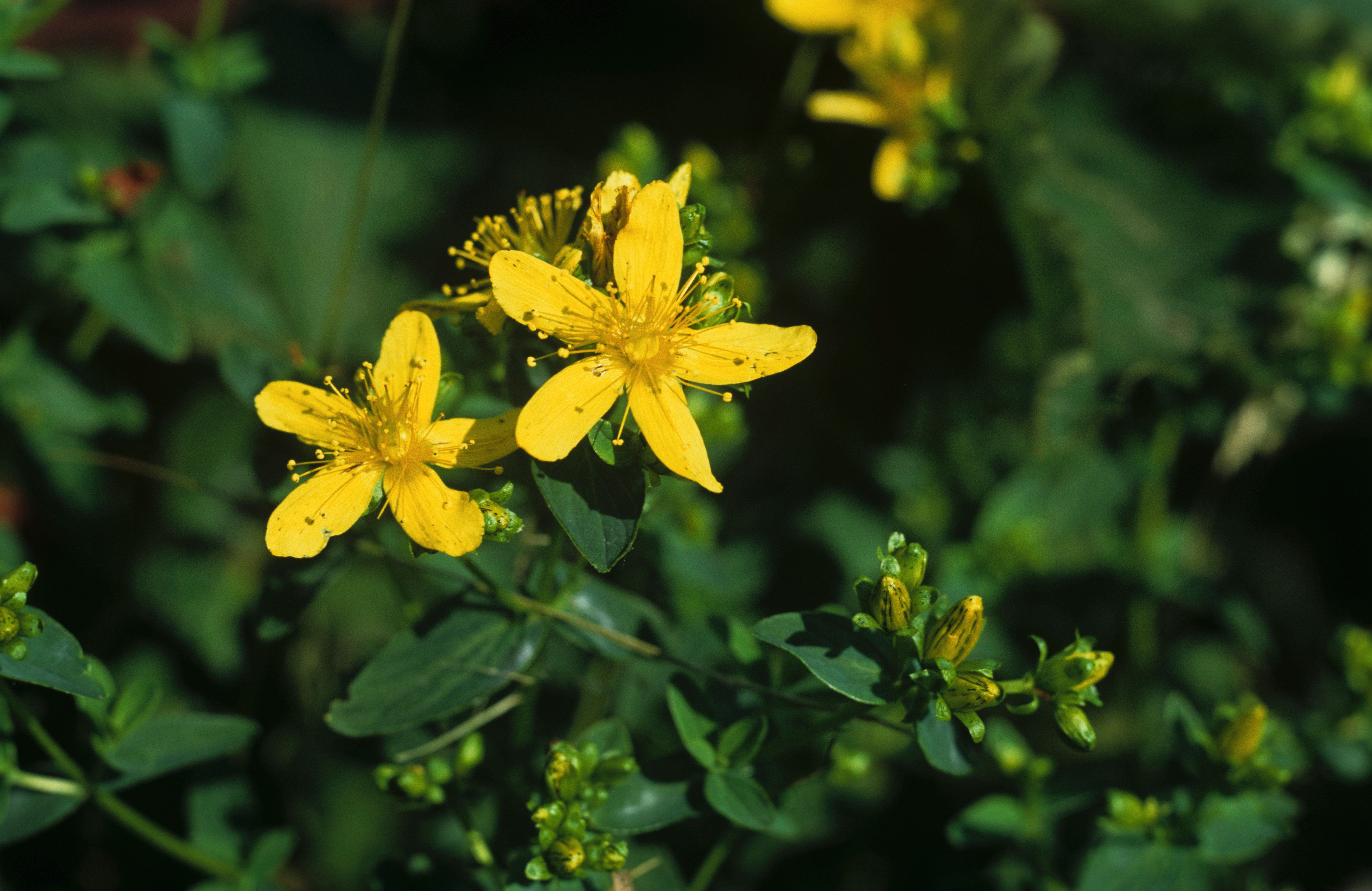 Planting Groundcovers