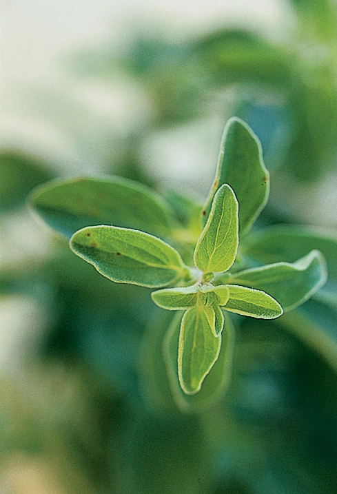 cooking-with-marjoram