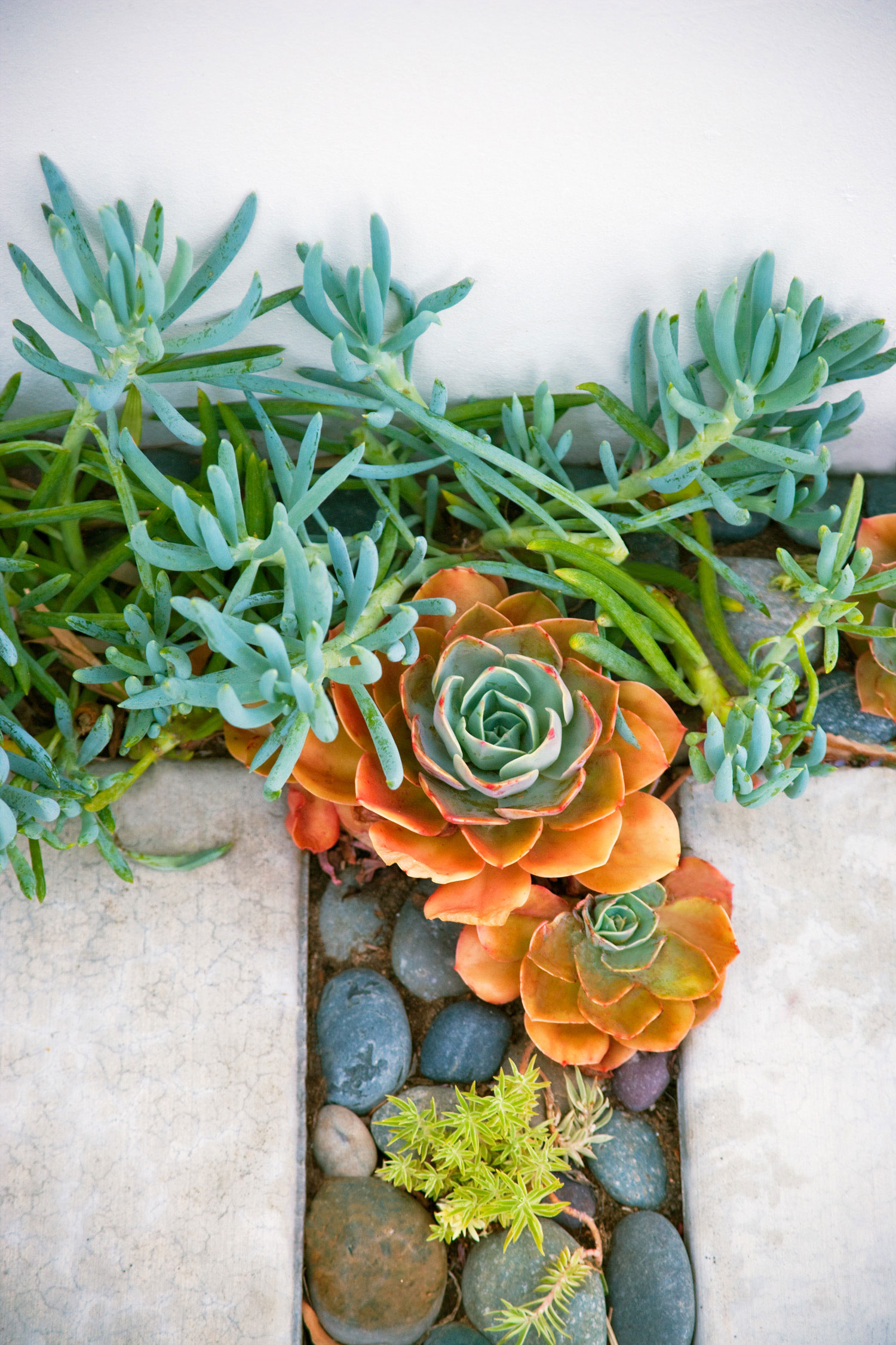 Succulent Growing Tips