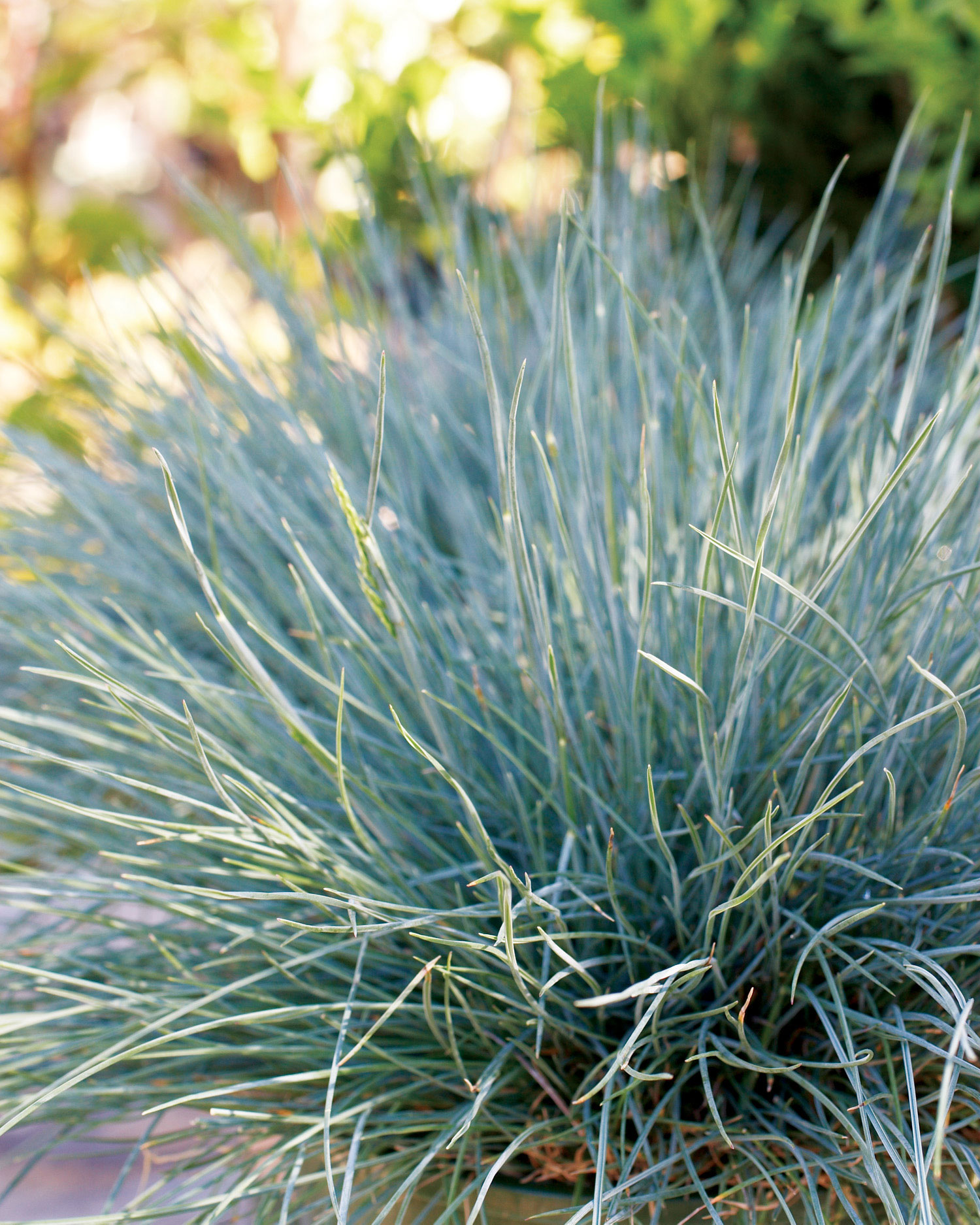 common-blue-fescue-festuca-glauca-elijah-blue