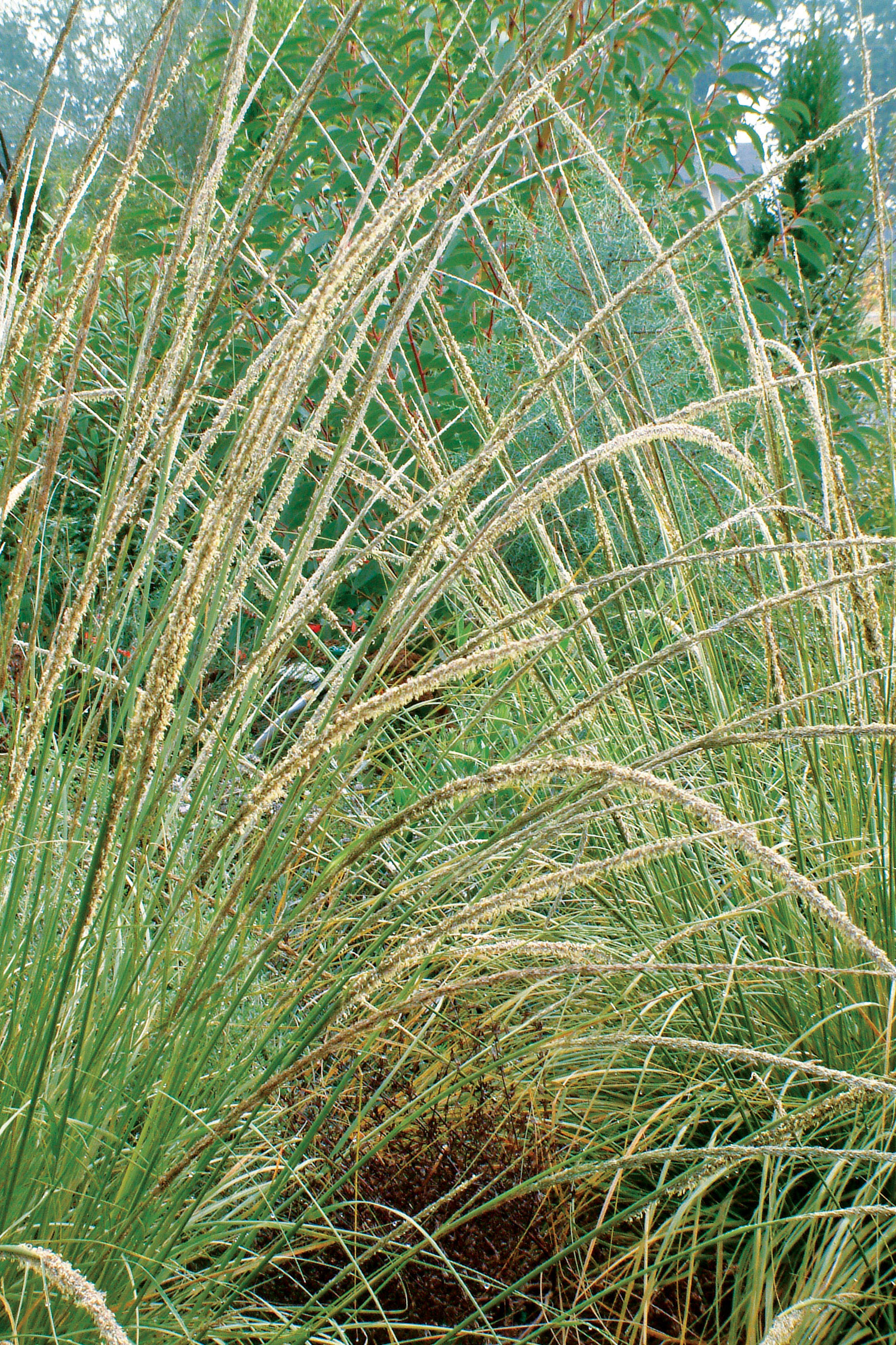 deer-grass-muhlenbergia-rigens