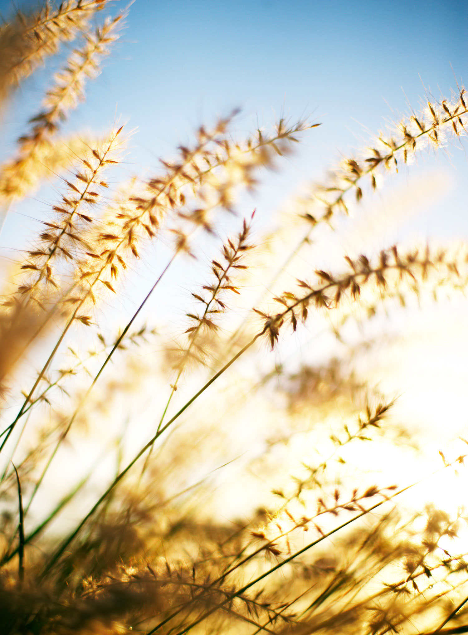 fountain-grass-pennisetum-orientale