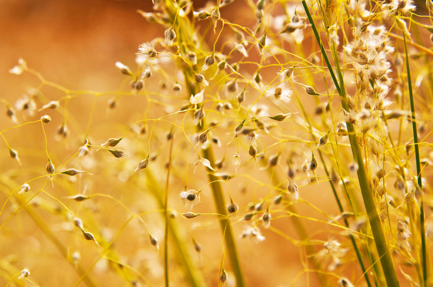 indian-rice-grass-oryzopsis-hym-enoides