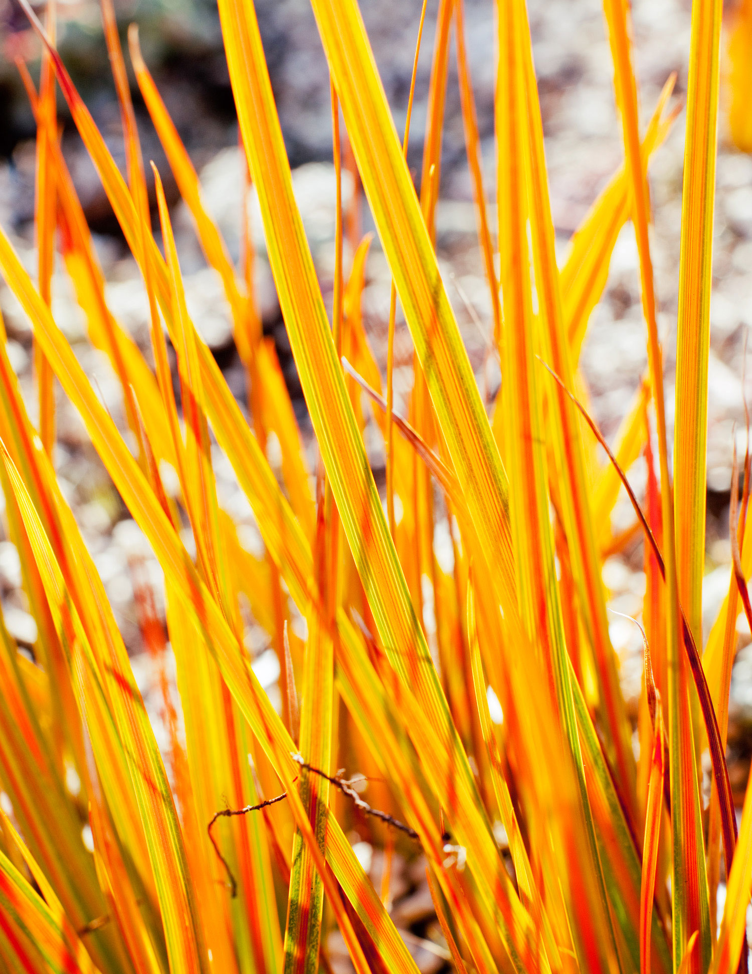 libertia-libertia-peregrinans