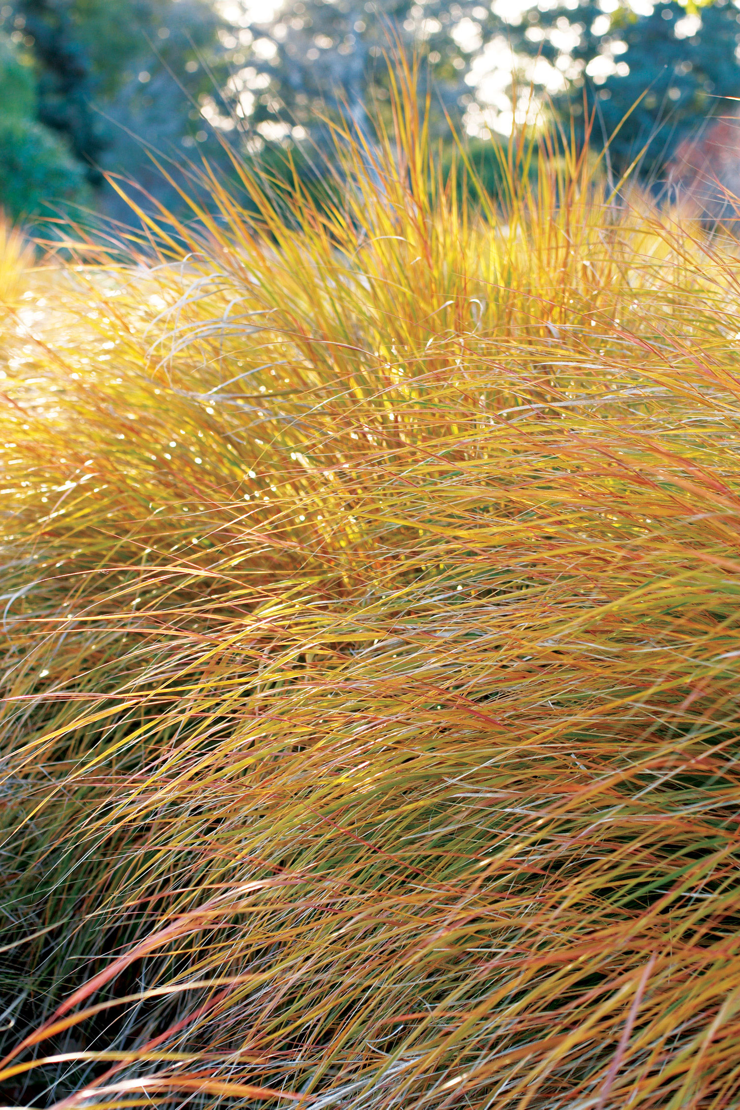 pheasants-tail-grass-anemanthele-lessoniana