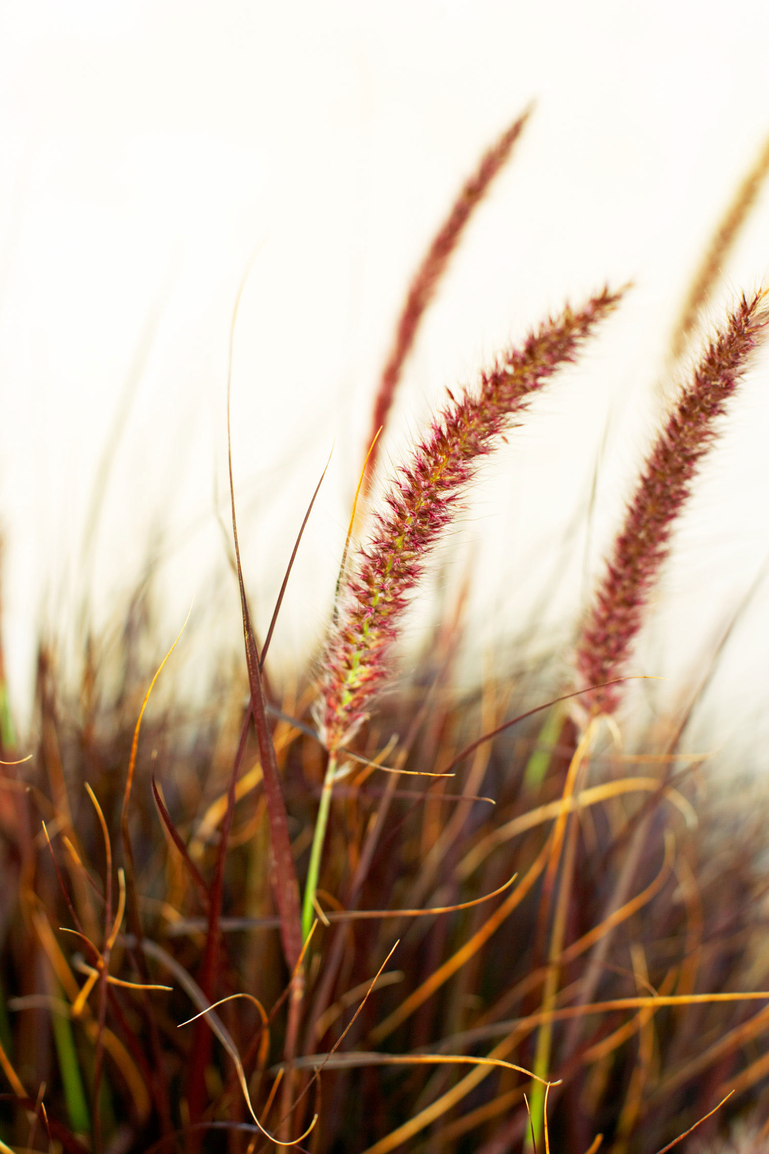 purple-fountain-grass-pennisetum-setaceum-rubrum