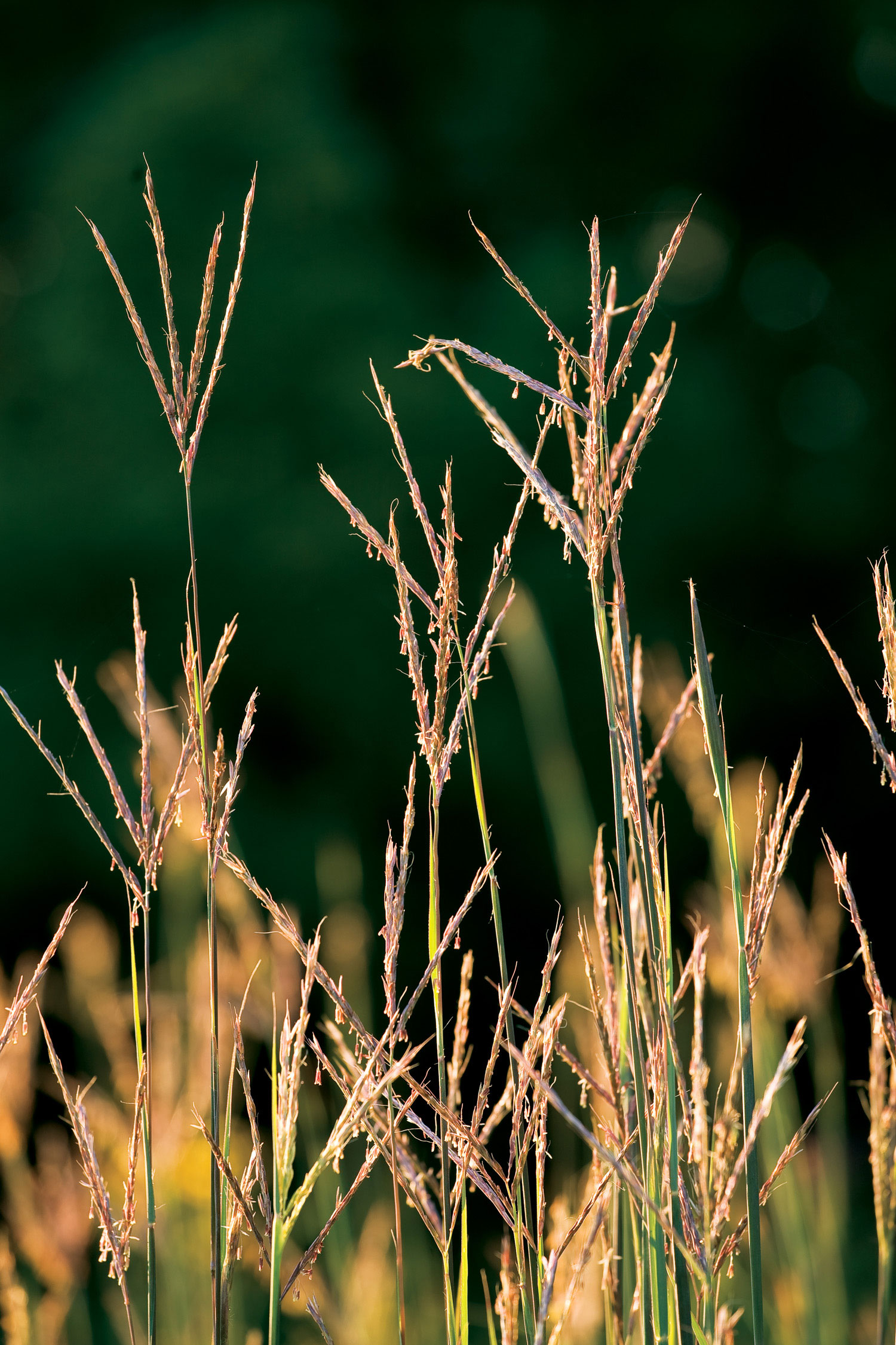 big-bluestem-andropogon-gerardii