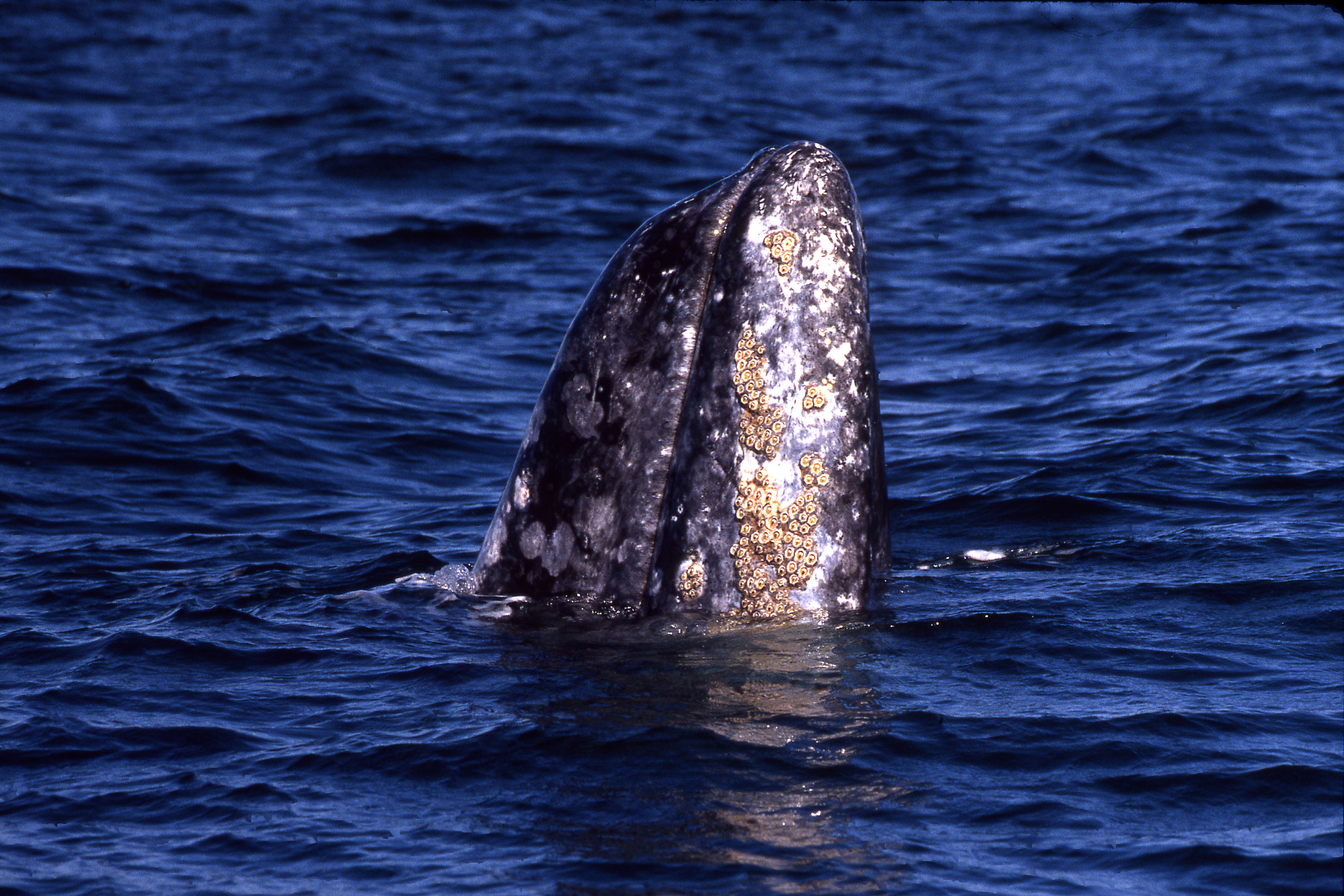 Best Activities in Channel Islands N.P.