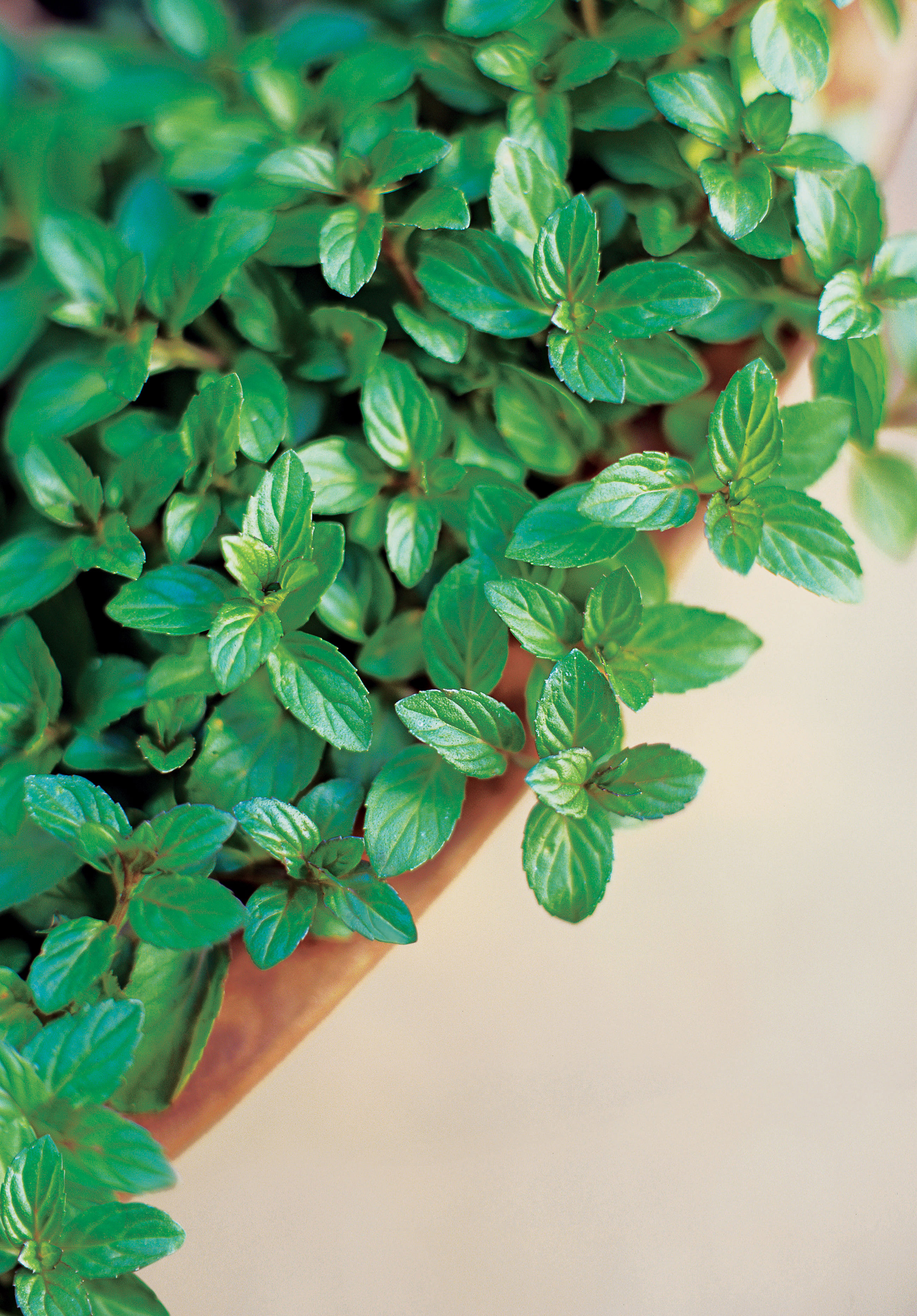 Garden-to-Table Guide to Mint