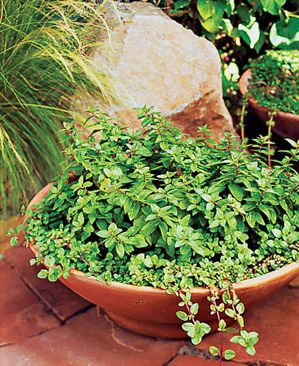 how-to-plant-and-grow