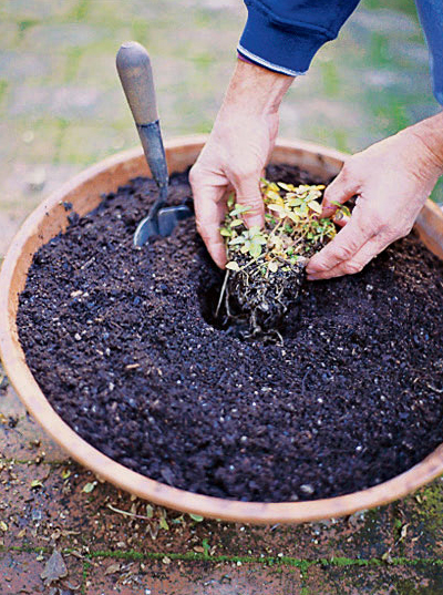 tips-on-growing-them