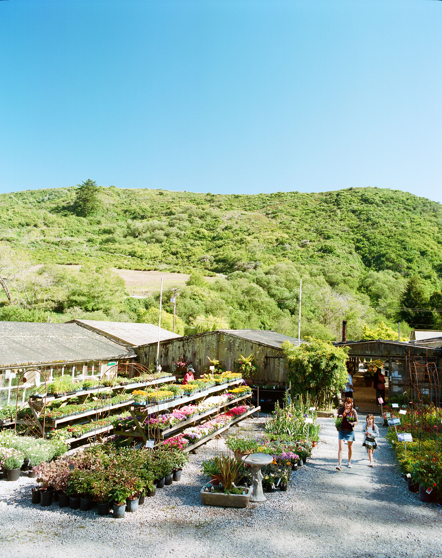 How to Fill Your Home and Garden with Lots of Plants for Next to Nothing