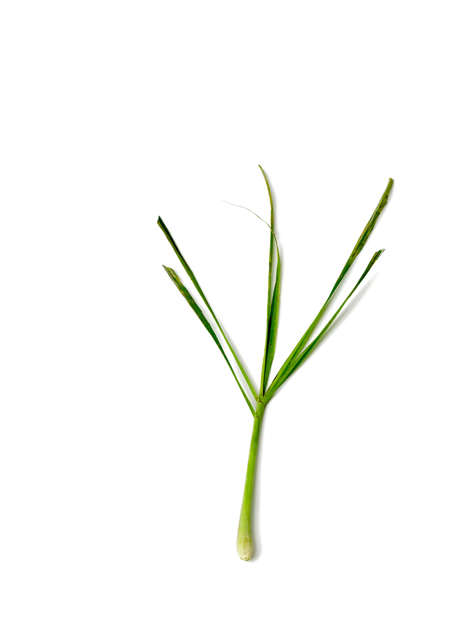 cooking-with-fresh-lemongrass