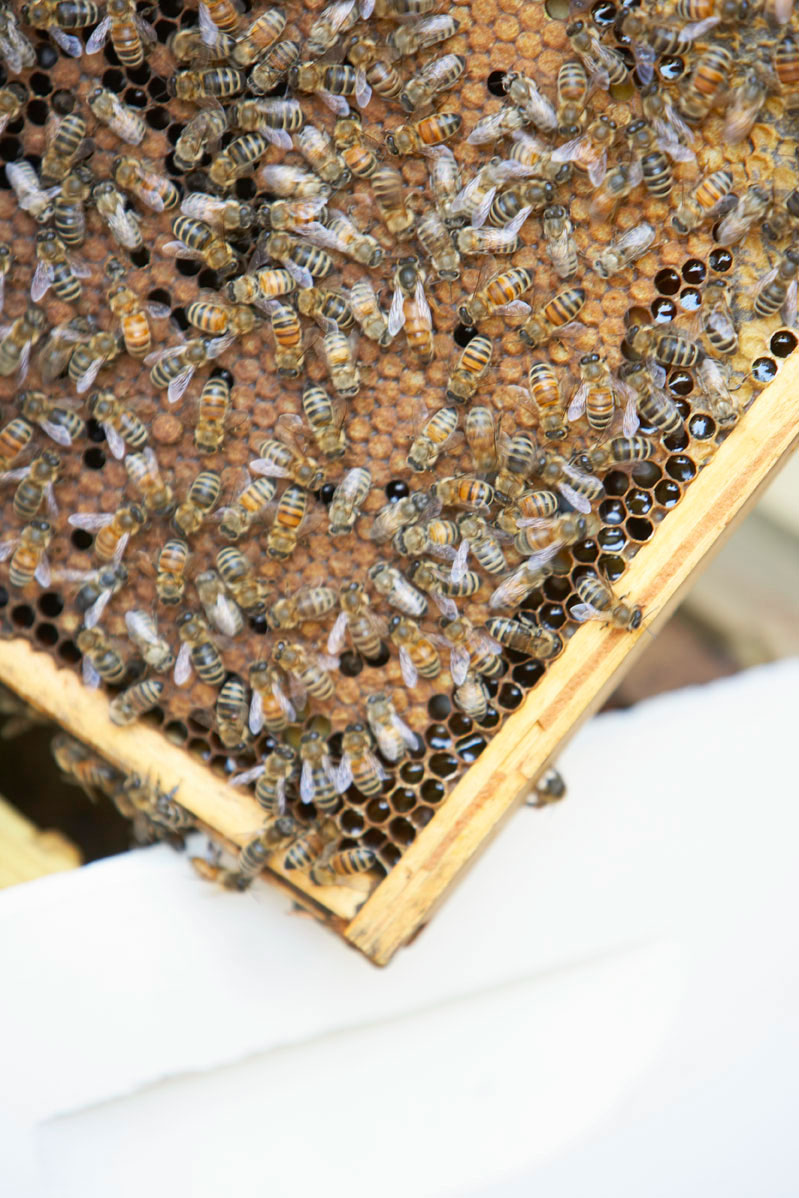 How to Raise Honeybees