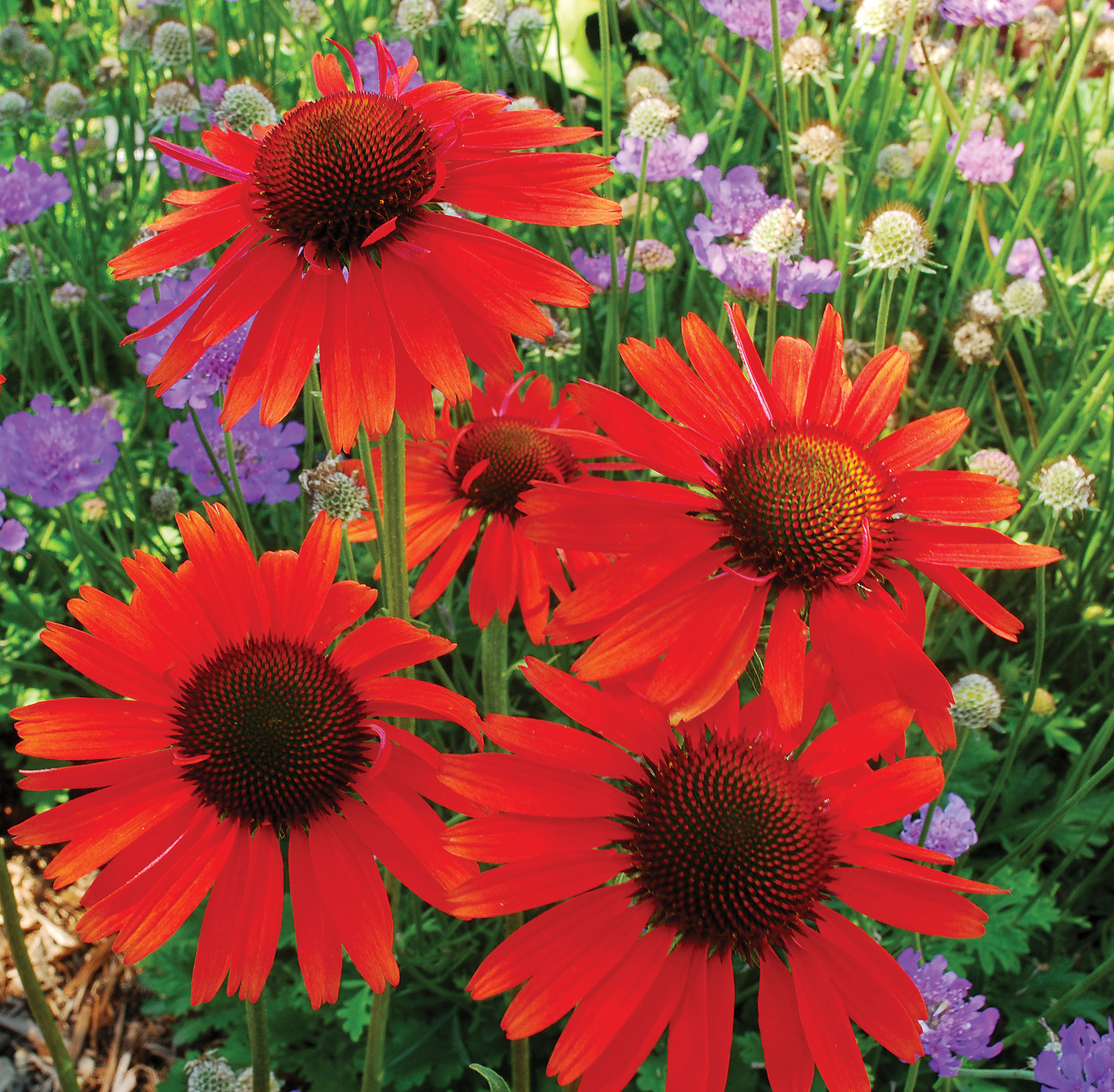 hot-lava-echinacea