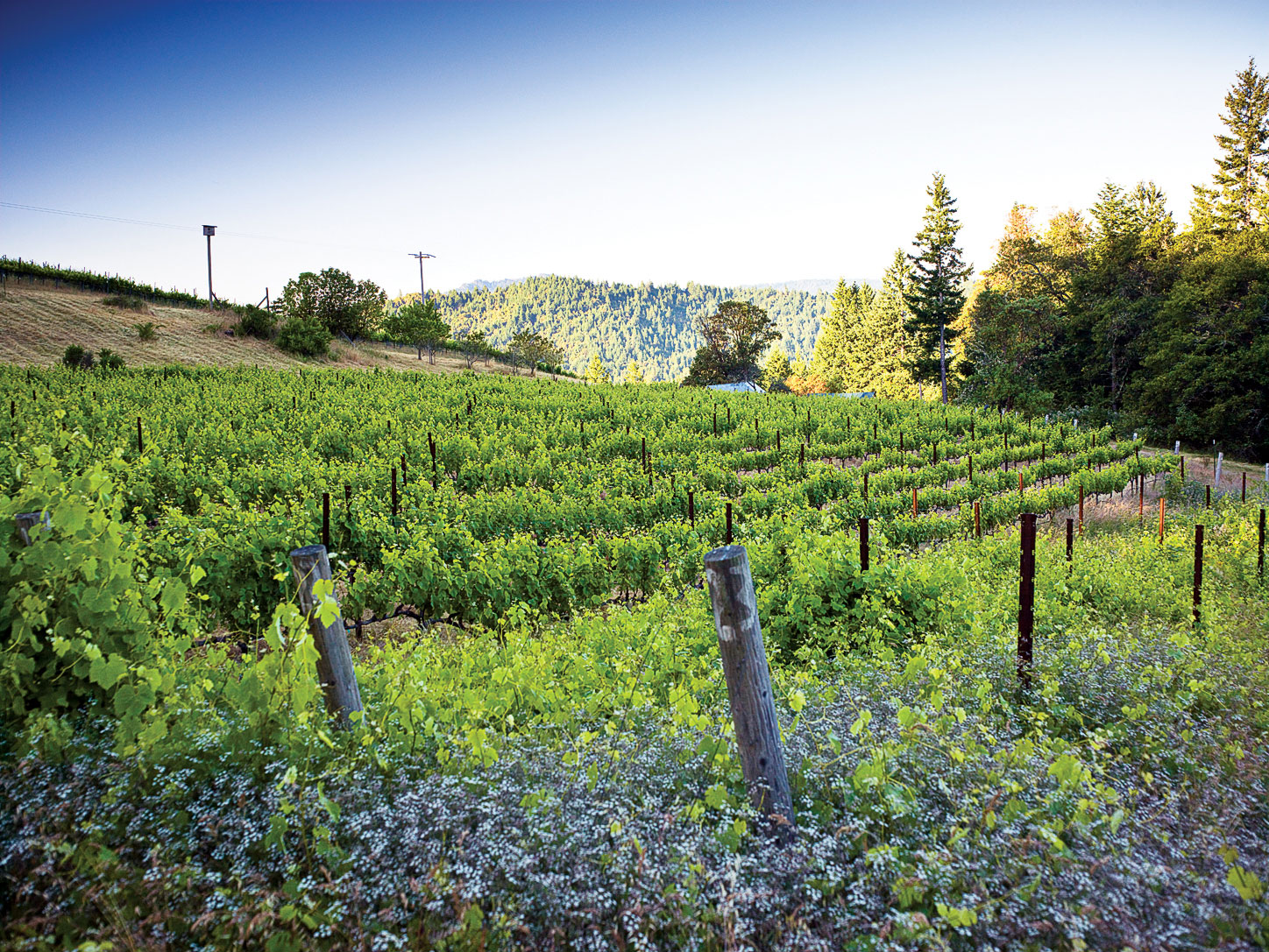 Wine Tasting in Humboldt County