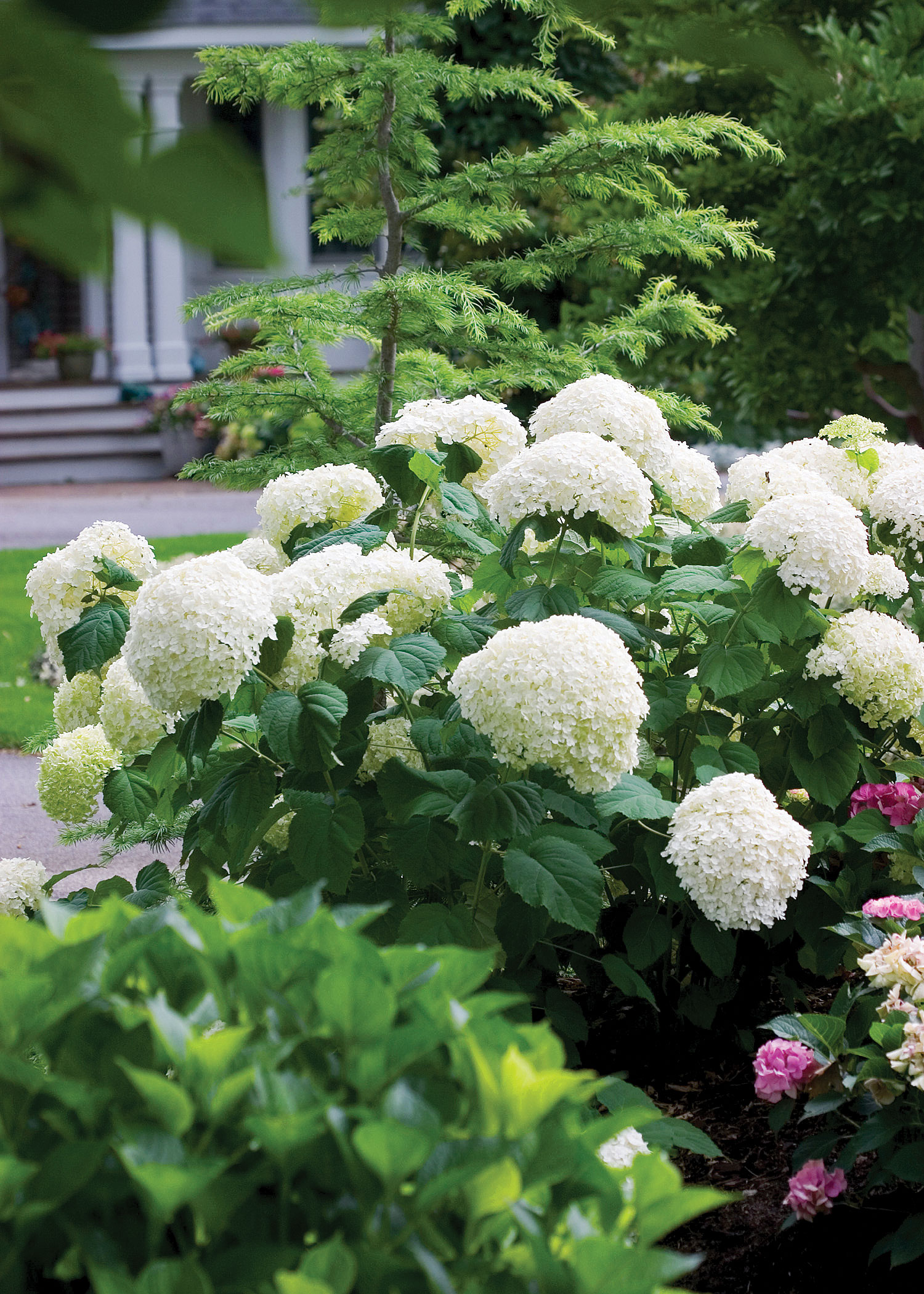 incrediball-hydrangea