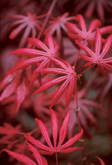 A Guide to Japanese Maples