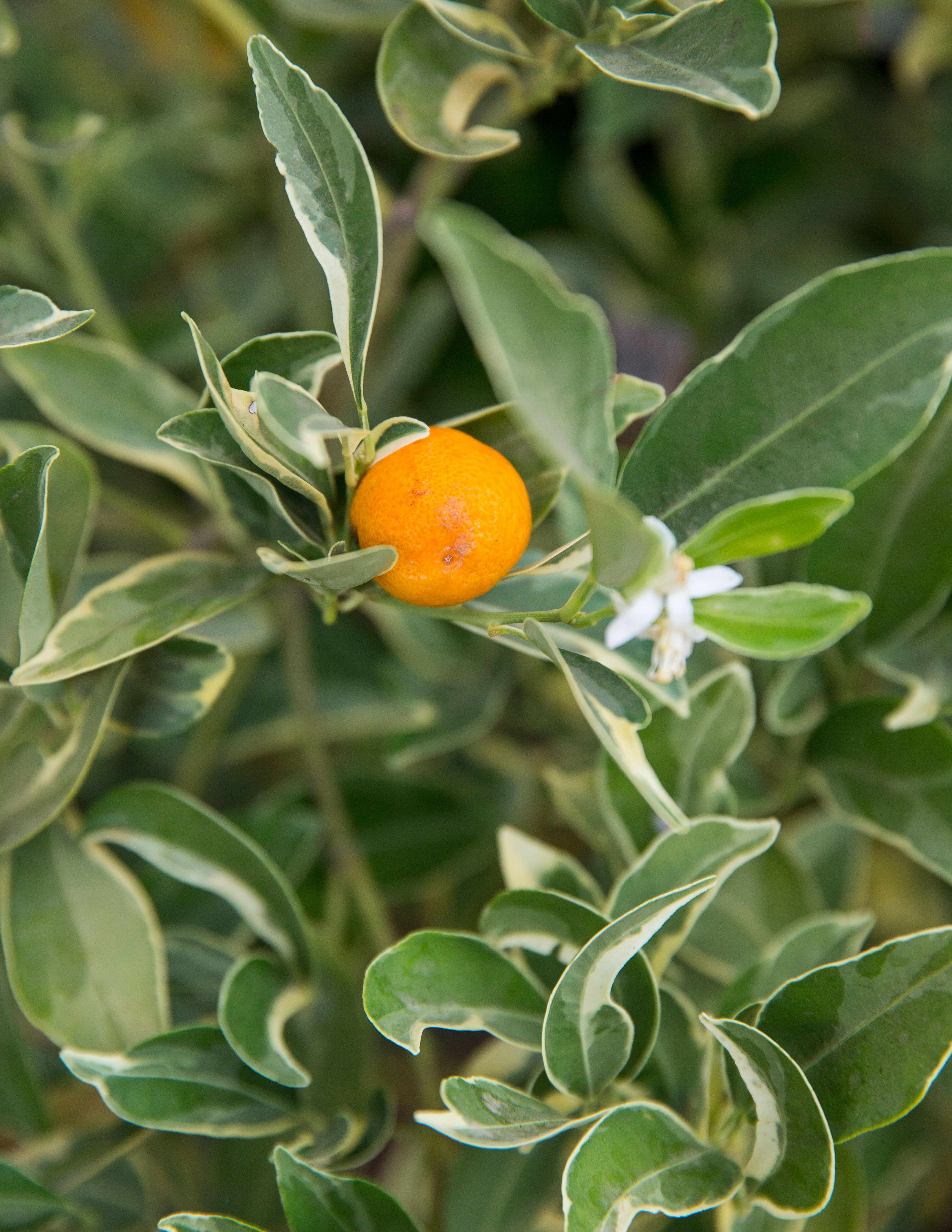 one-of-a-kind-kumquat