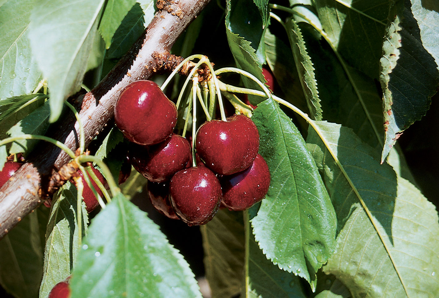 If You Like ‘Bing’, You’ll Love ‘Lapins’ Cherry