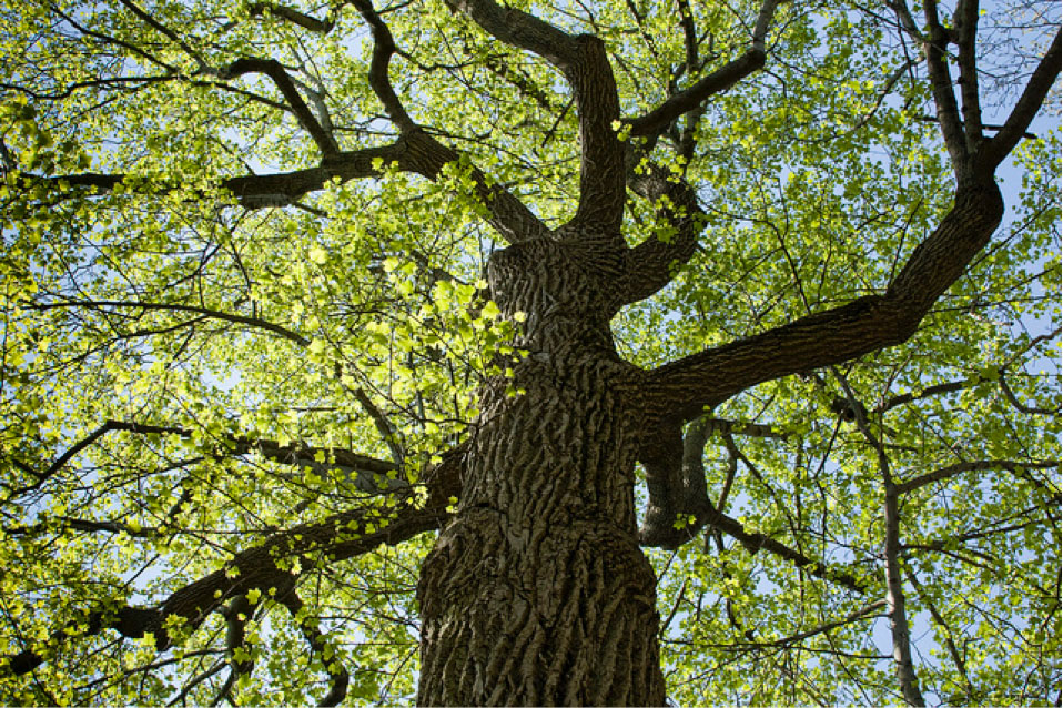 How to Care for Trees in Drought
