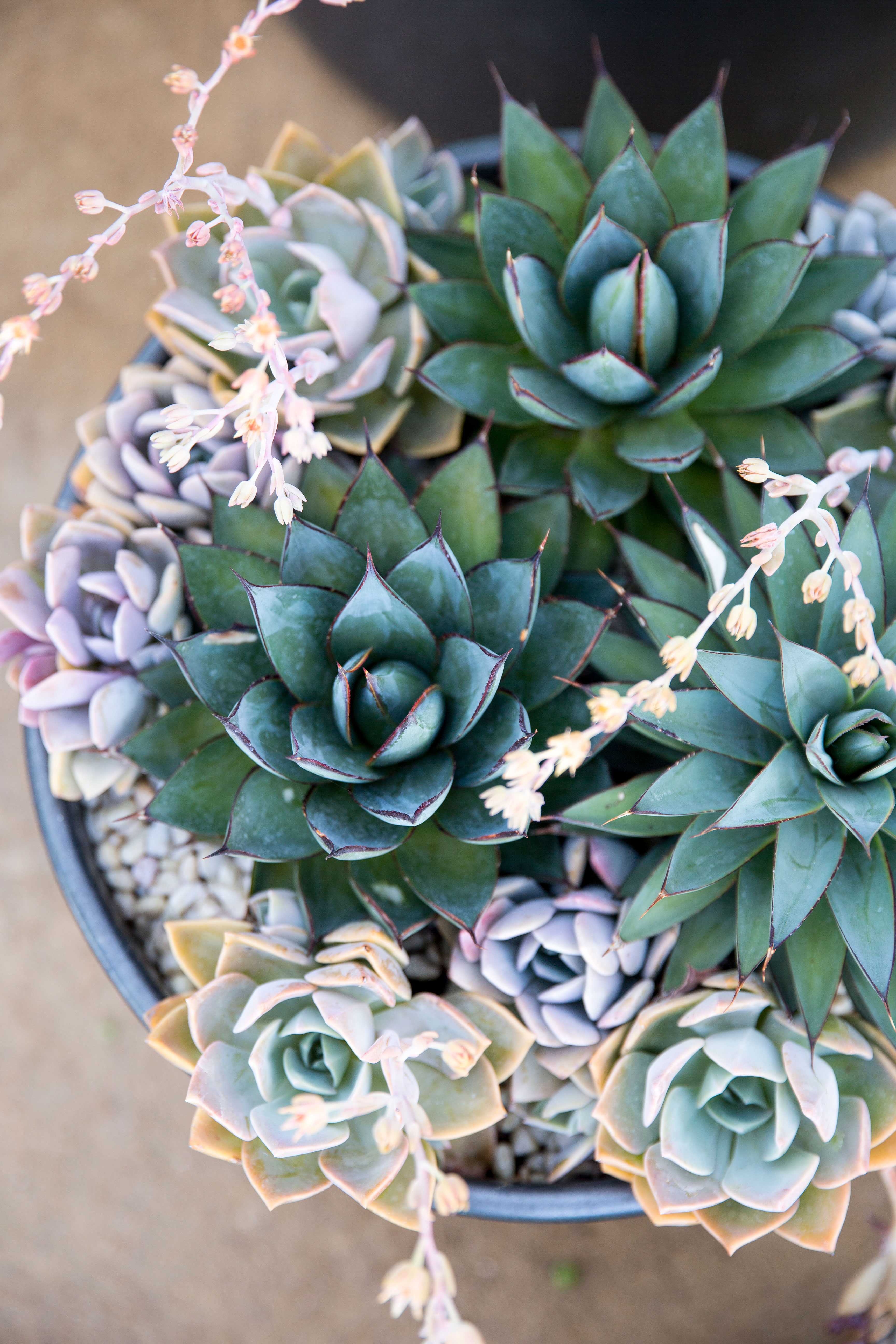 long-lasting-centerpiece