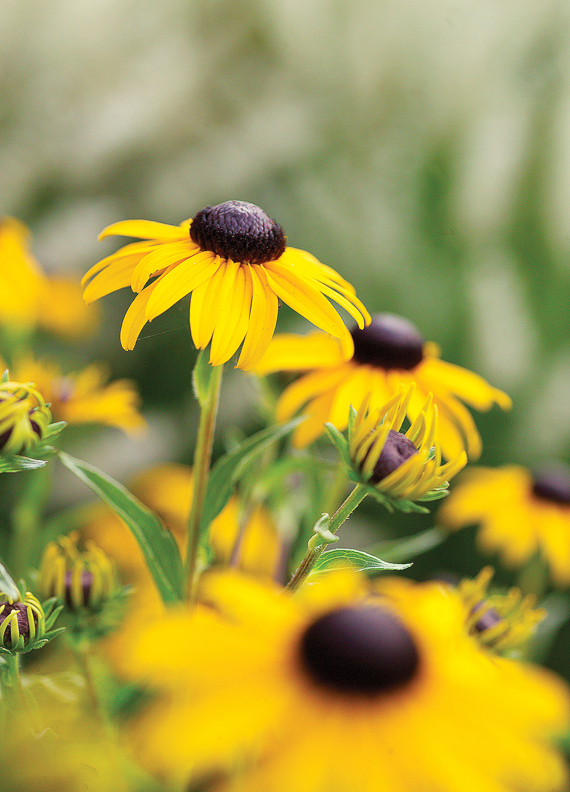 black-eyed-susan-rudbeckia-hirta