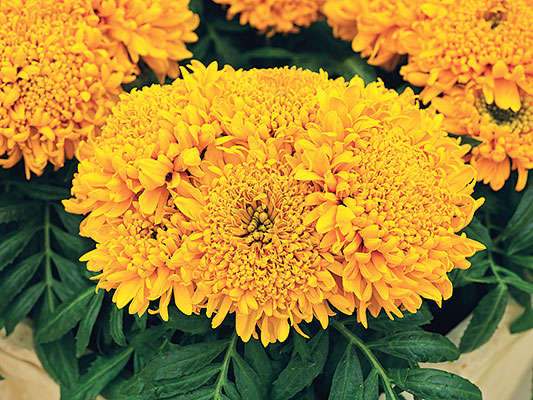 lunacy-orange-marigold