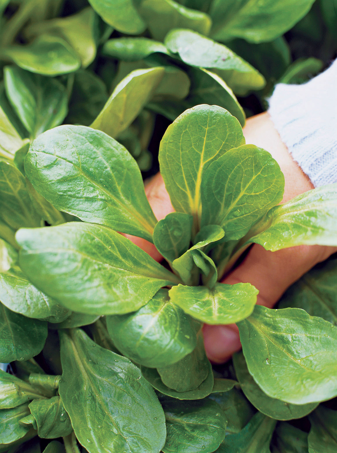 Mild Mâche Is Easy to Grow