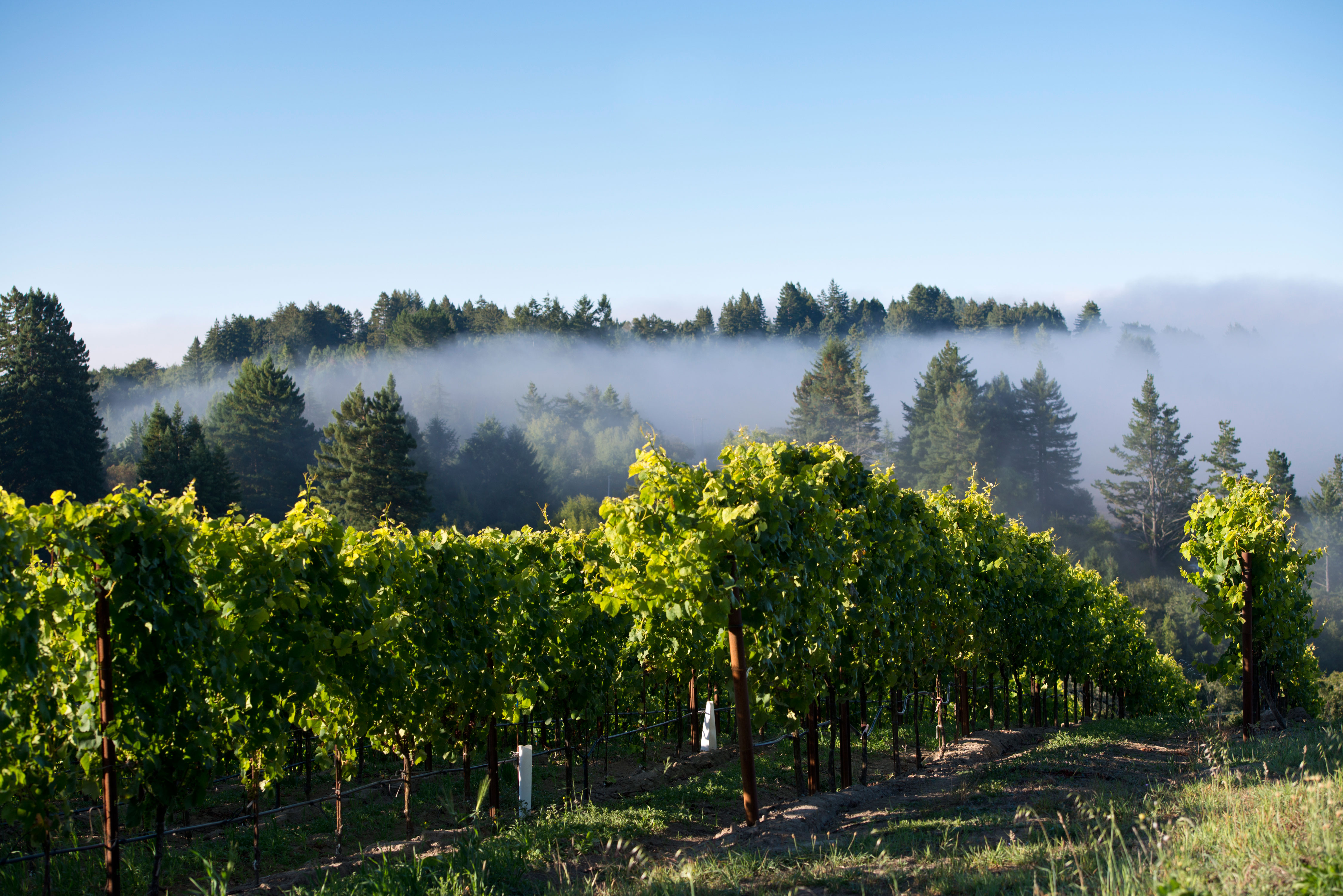 macphail-family-wines