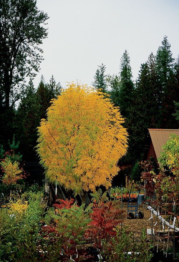 Manchurian Ash is a Hardy Beauty
