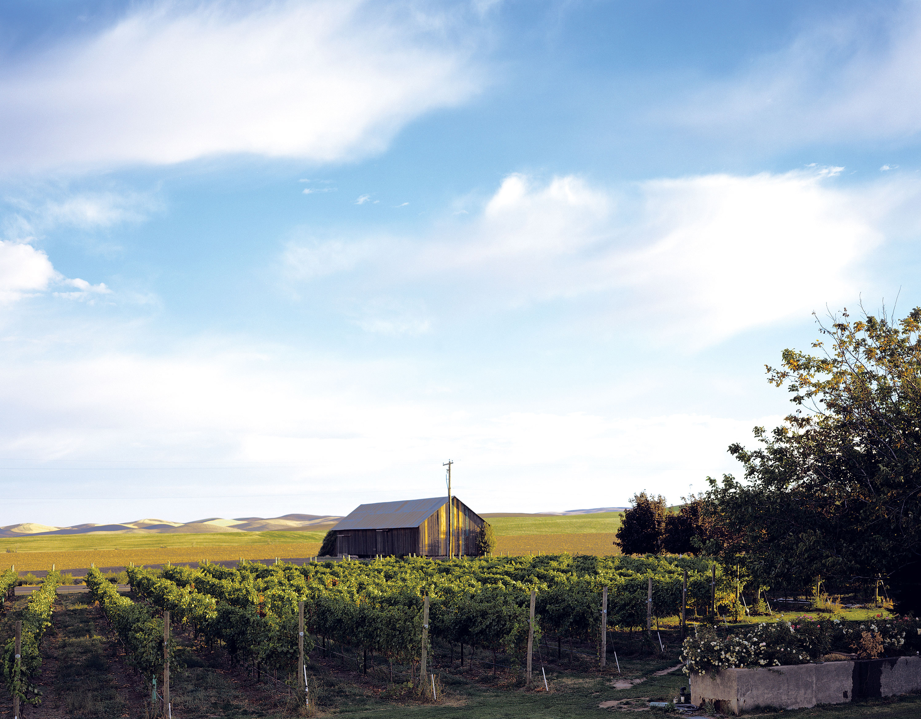 trend-washington-wines